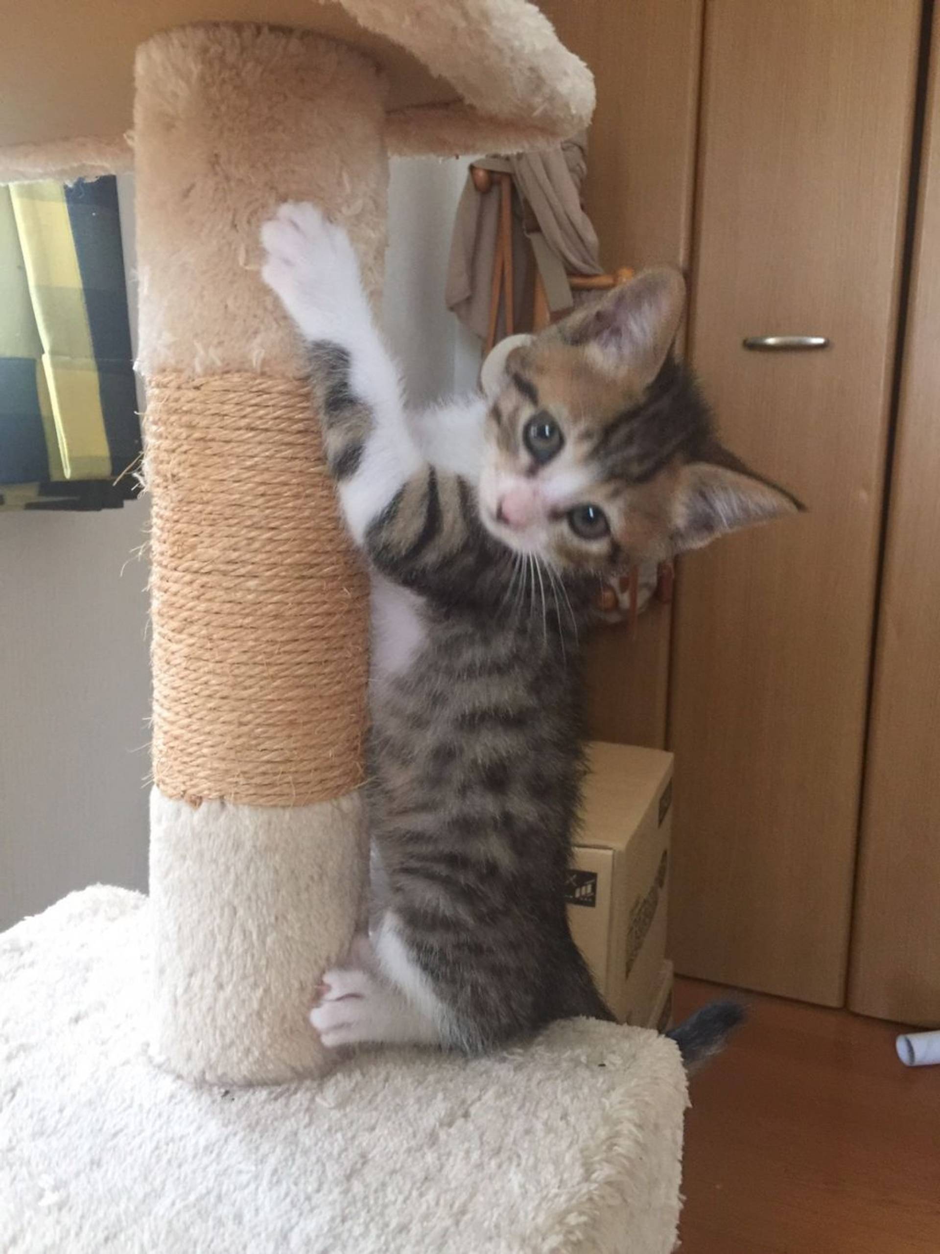 雑種（ミックス猫）・オスの里親募集の写真