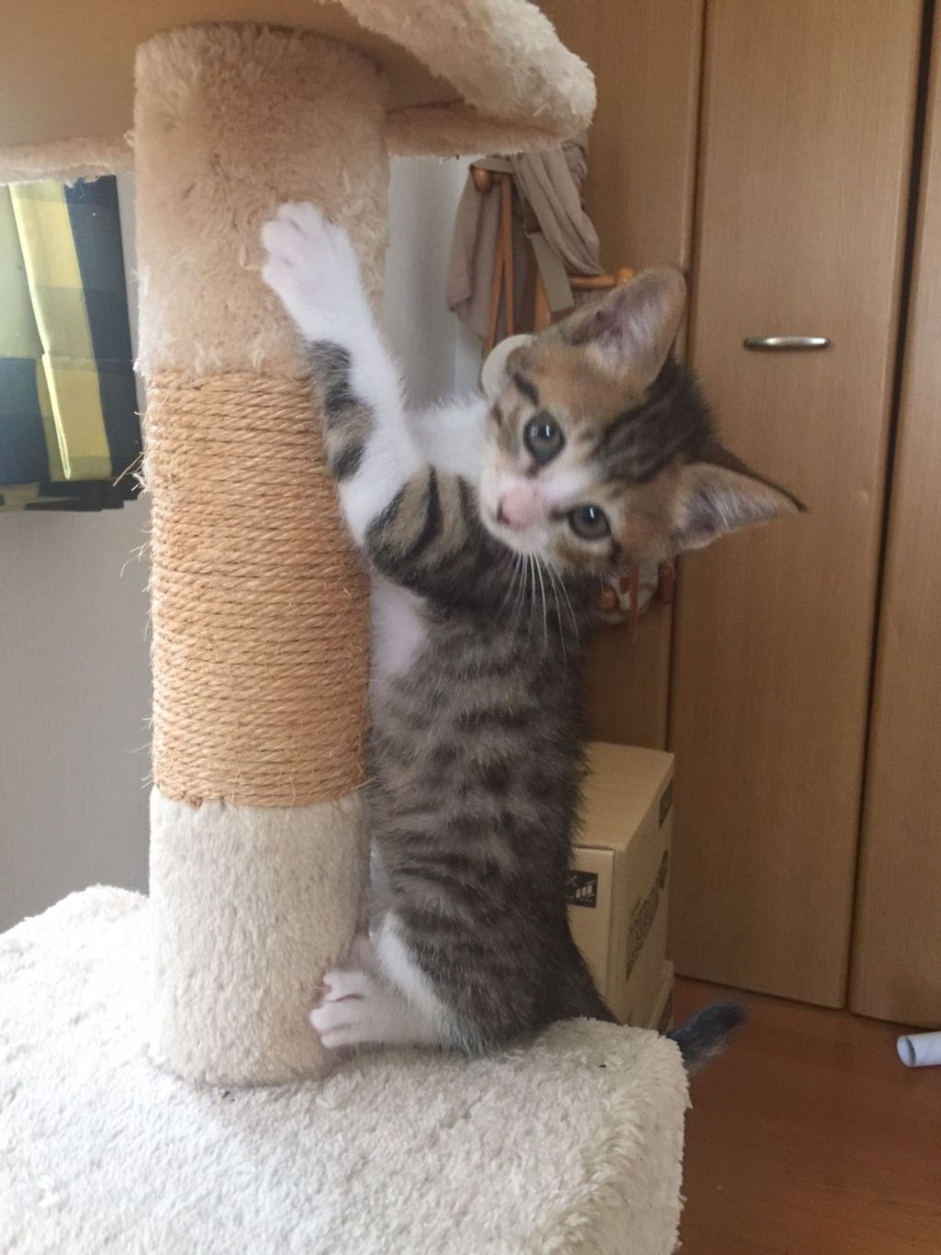 雑種（ミックス猫）・オスの里親募集の写真