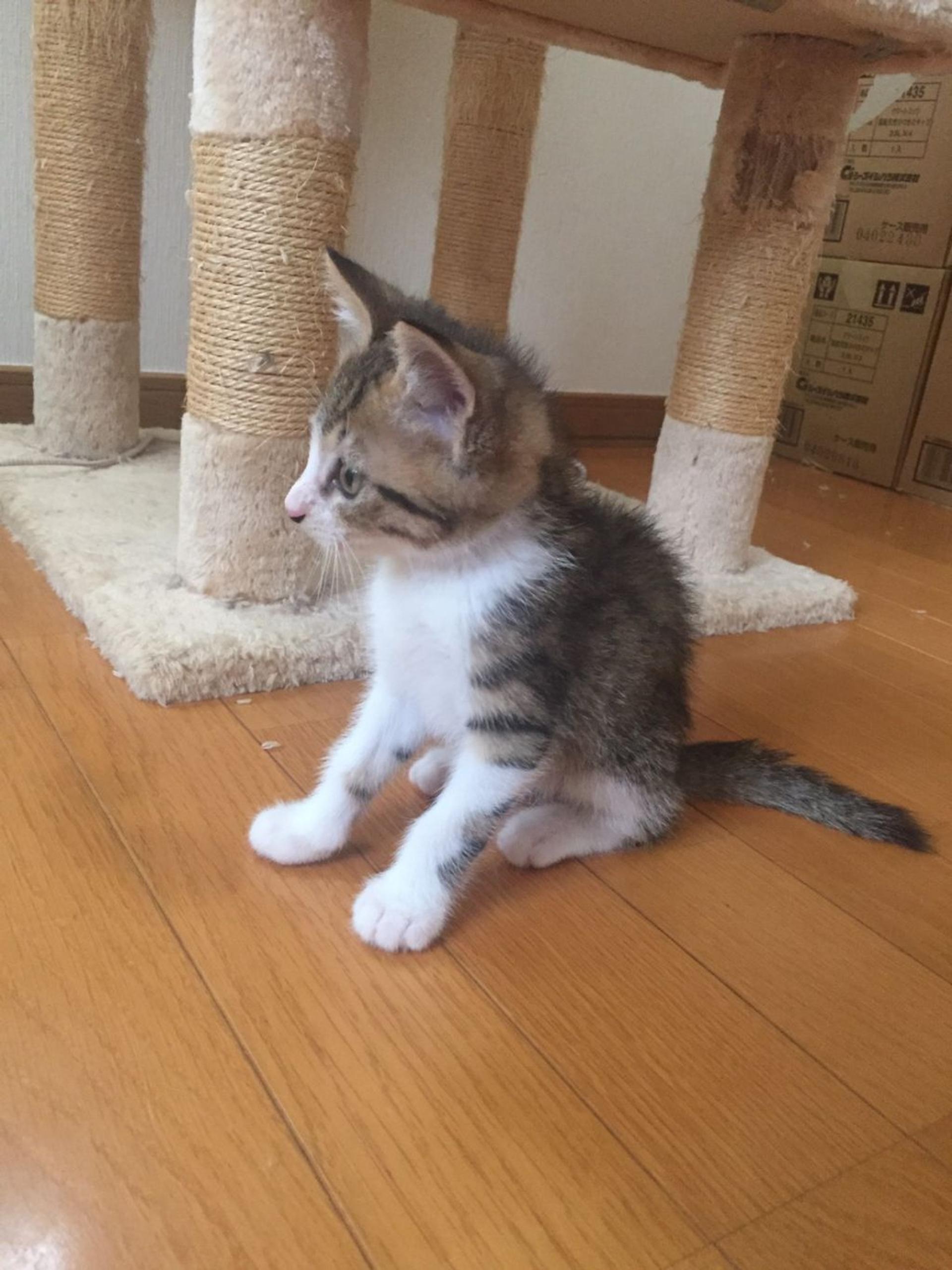pet-image-3