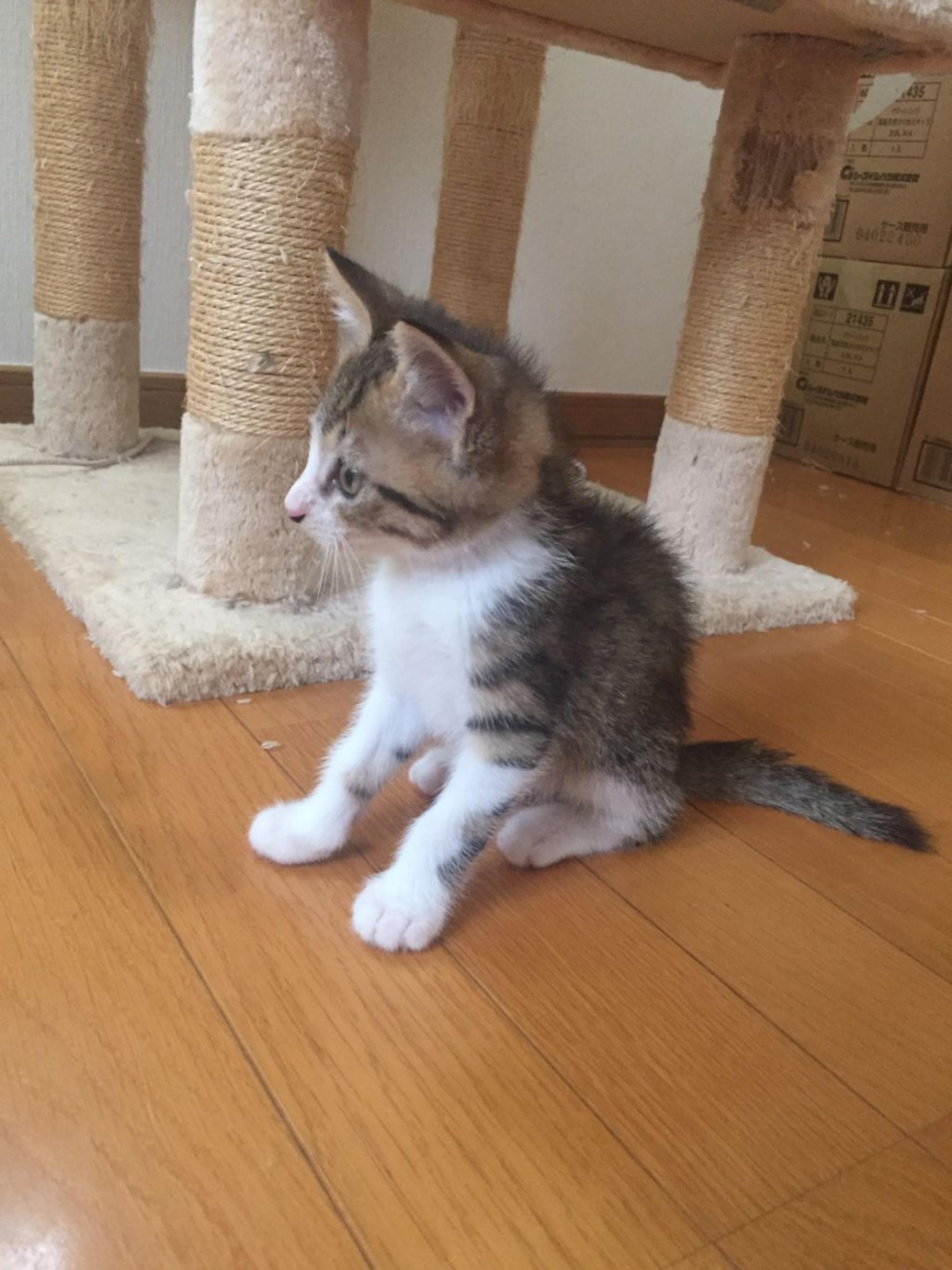 pet-image-3