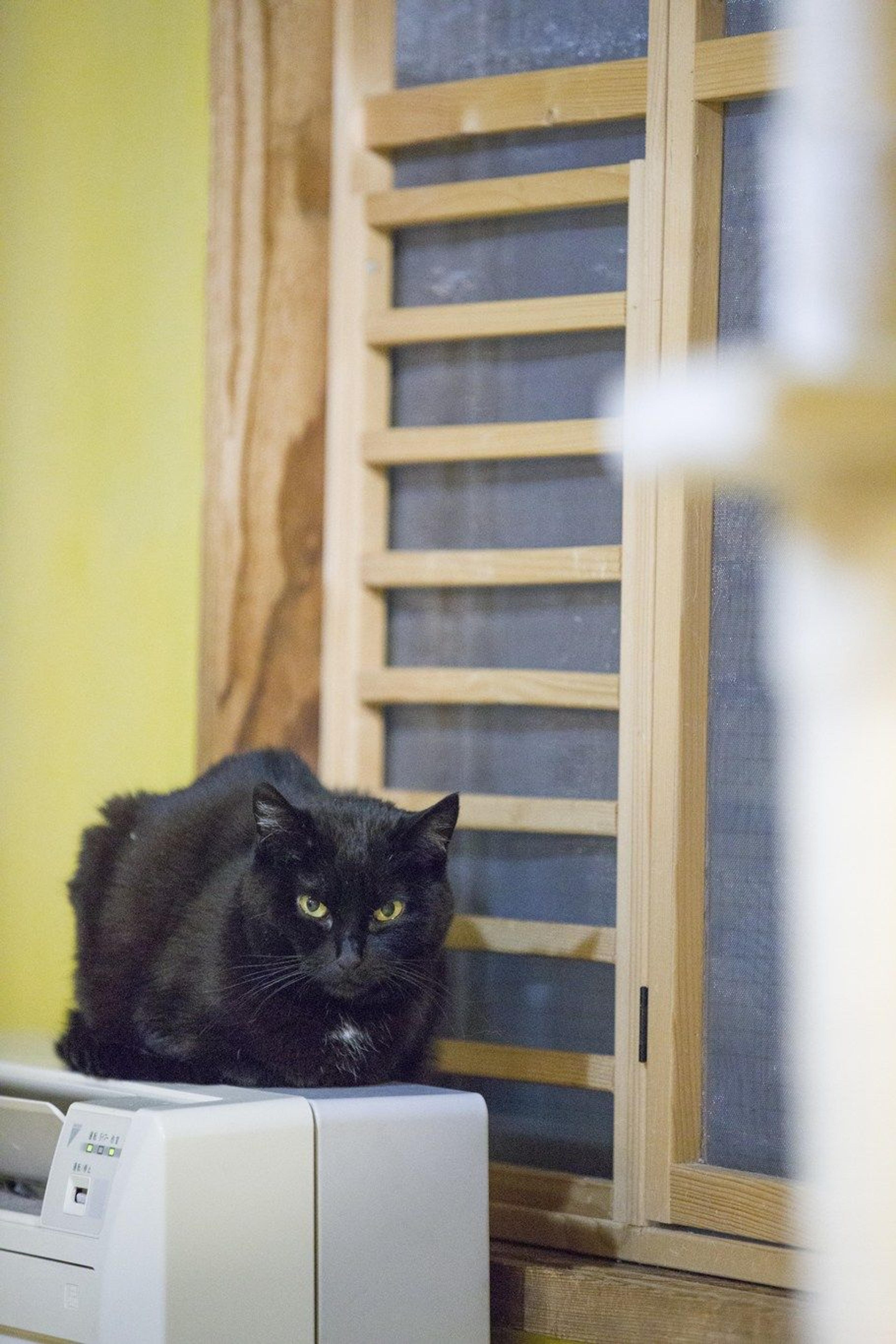 pet-image-2