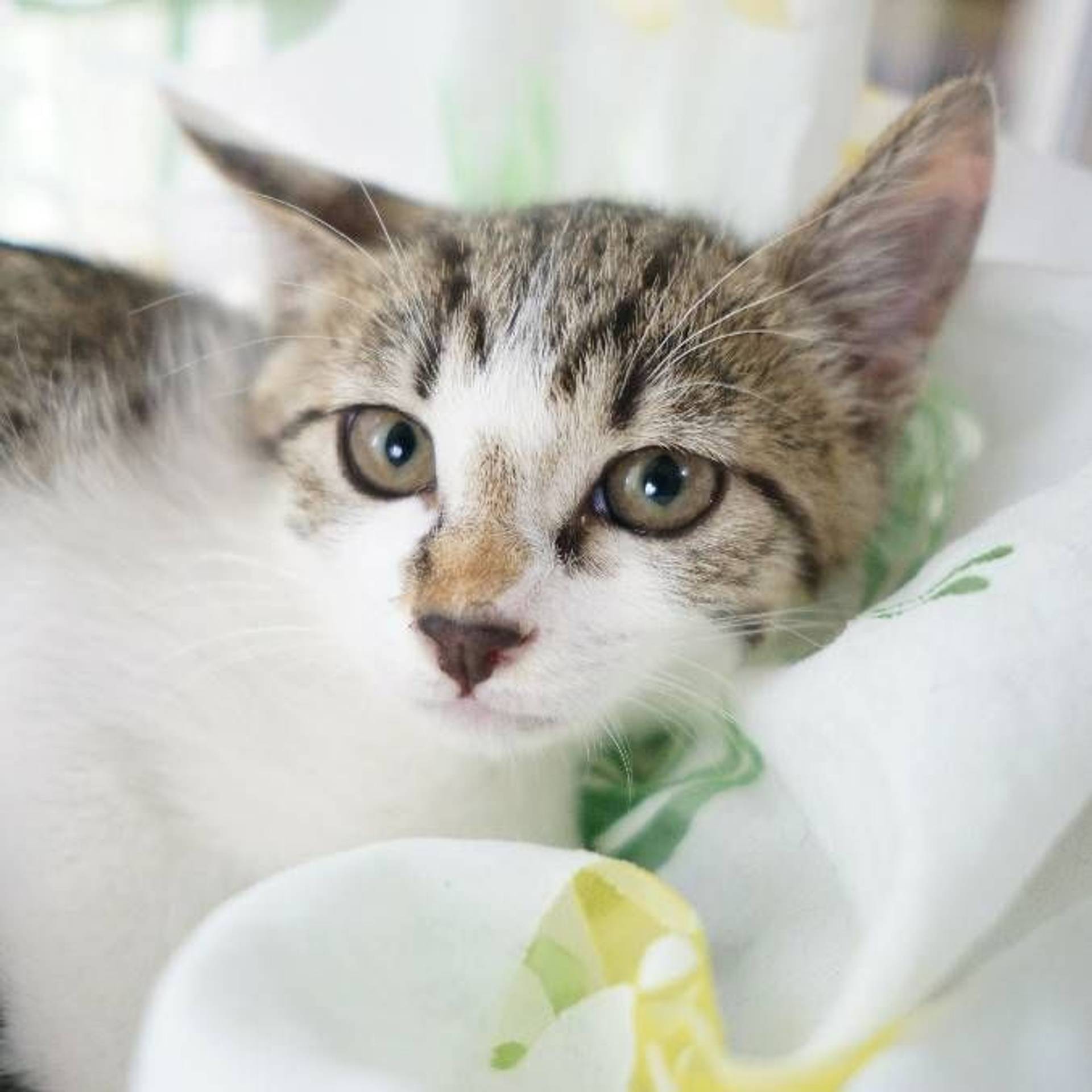 雑種（ミックス猫）・メスの里親募集の写真