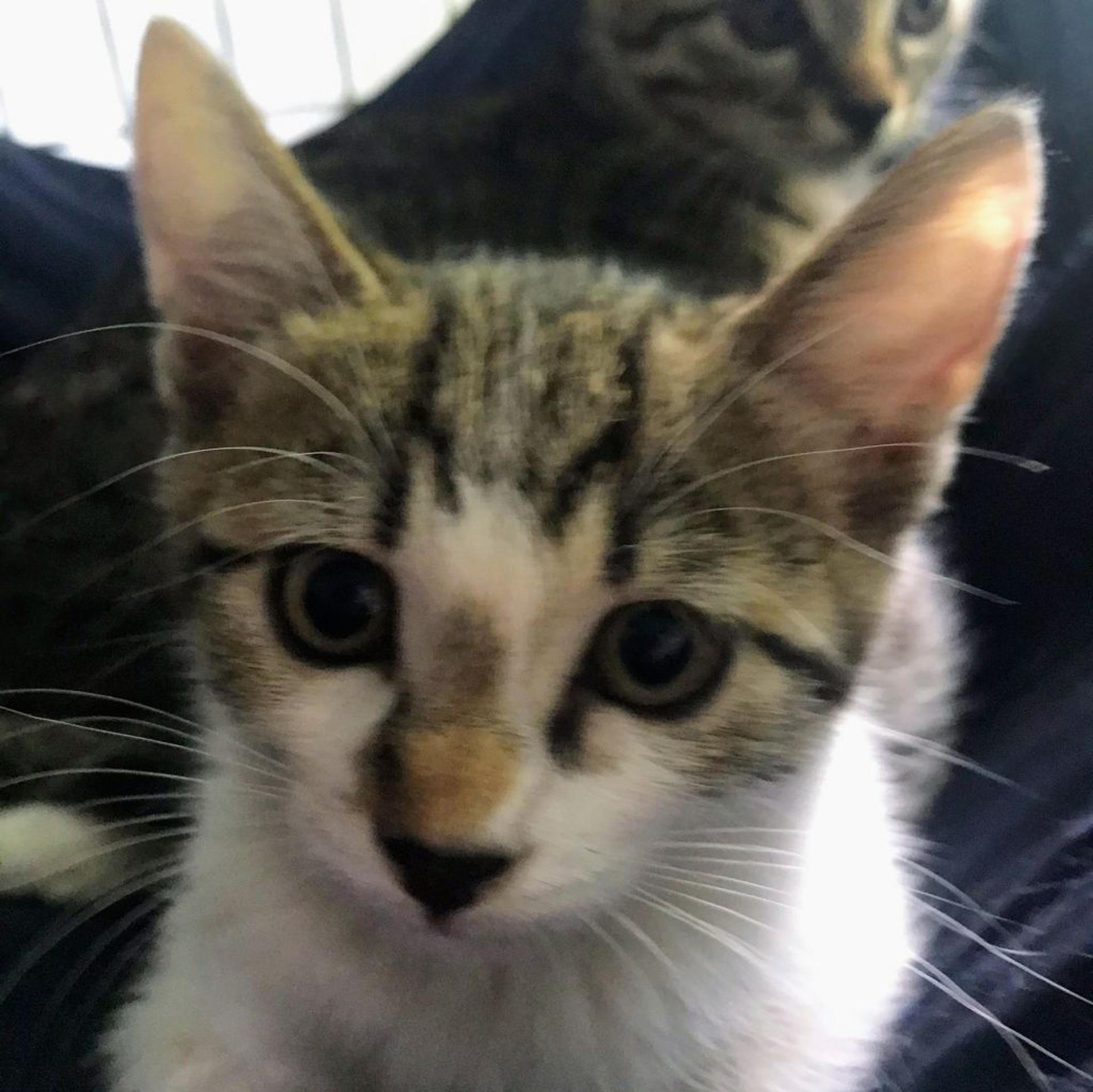 pet-image-2