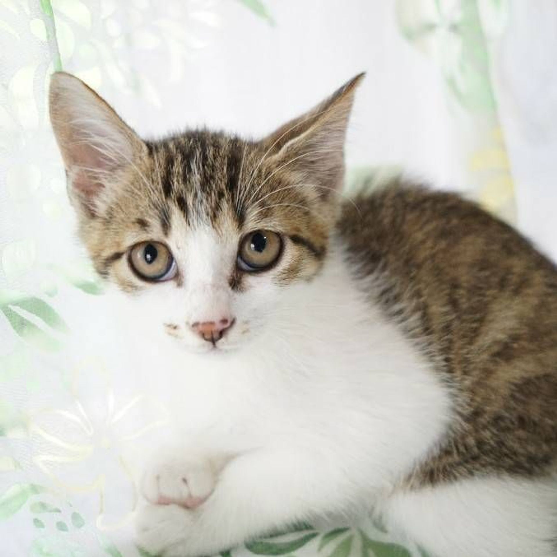 雑種（ミックス猫）・メスの里親募集の写真