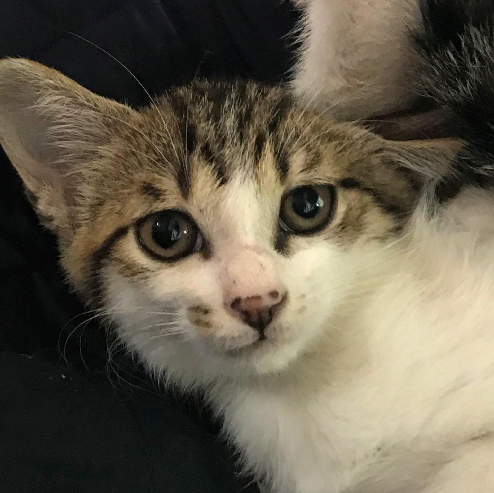 pet-image-2