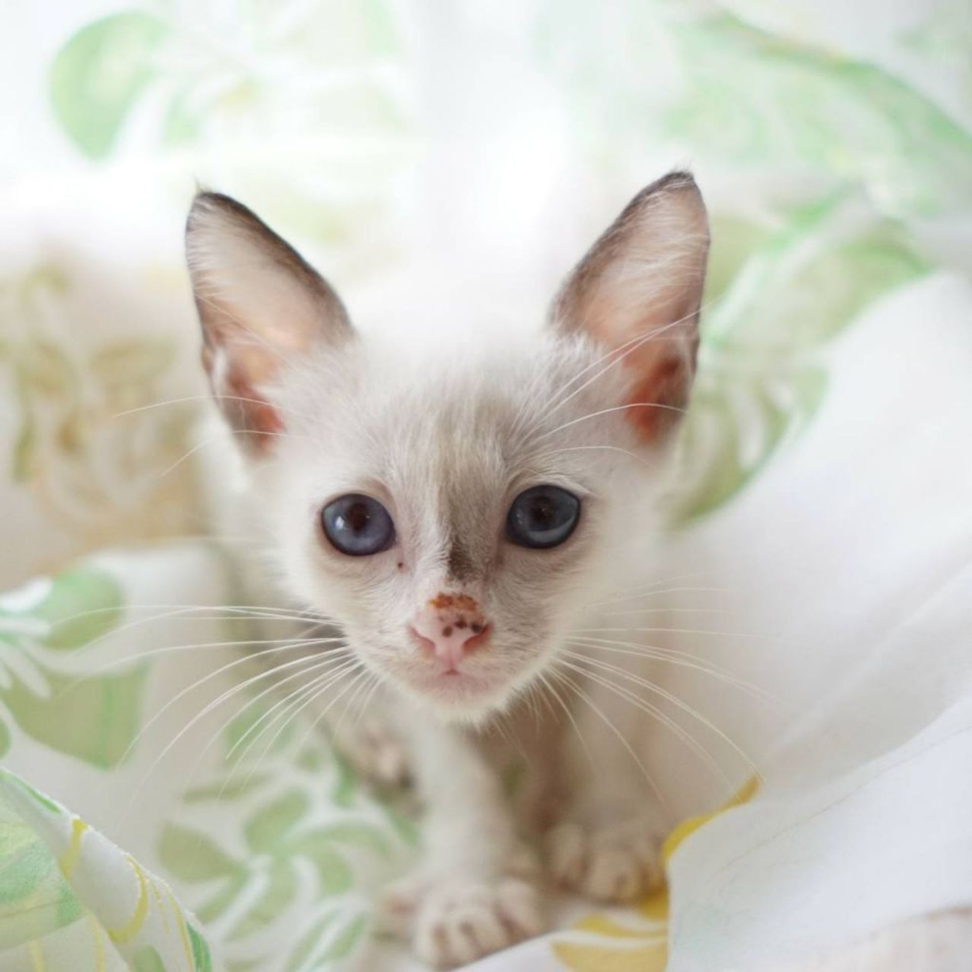雑種（ミックス猫）・オスの里親募集の写真