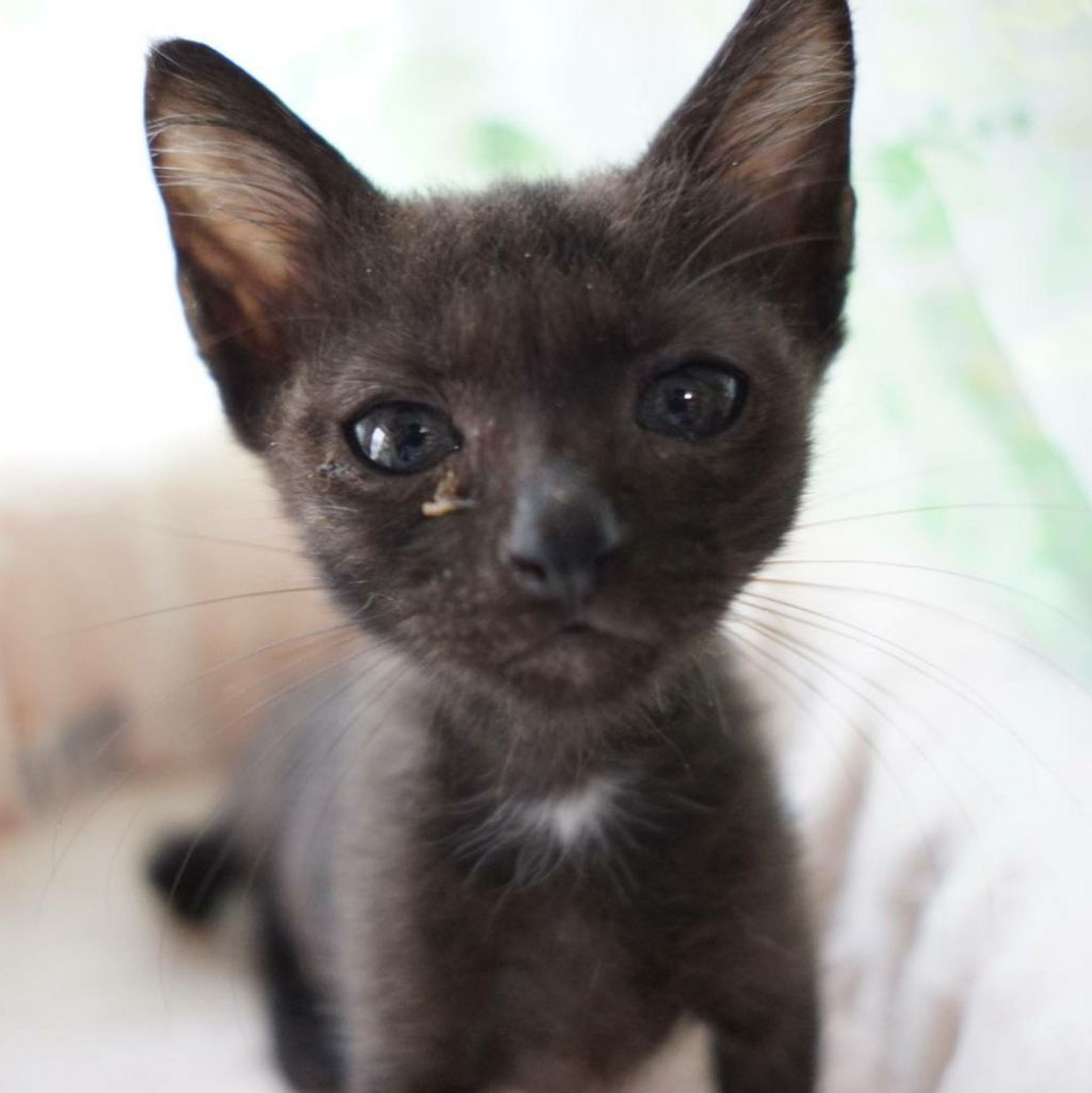 雑種（ミックス猫）・オスの里親募集の写真