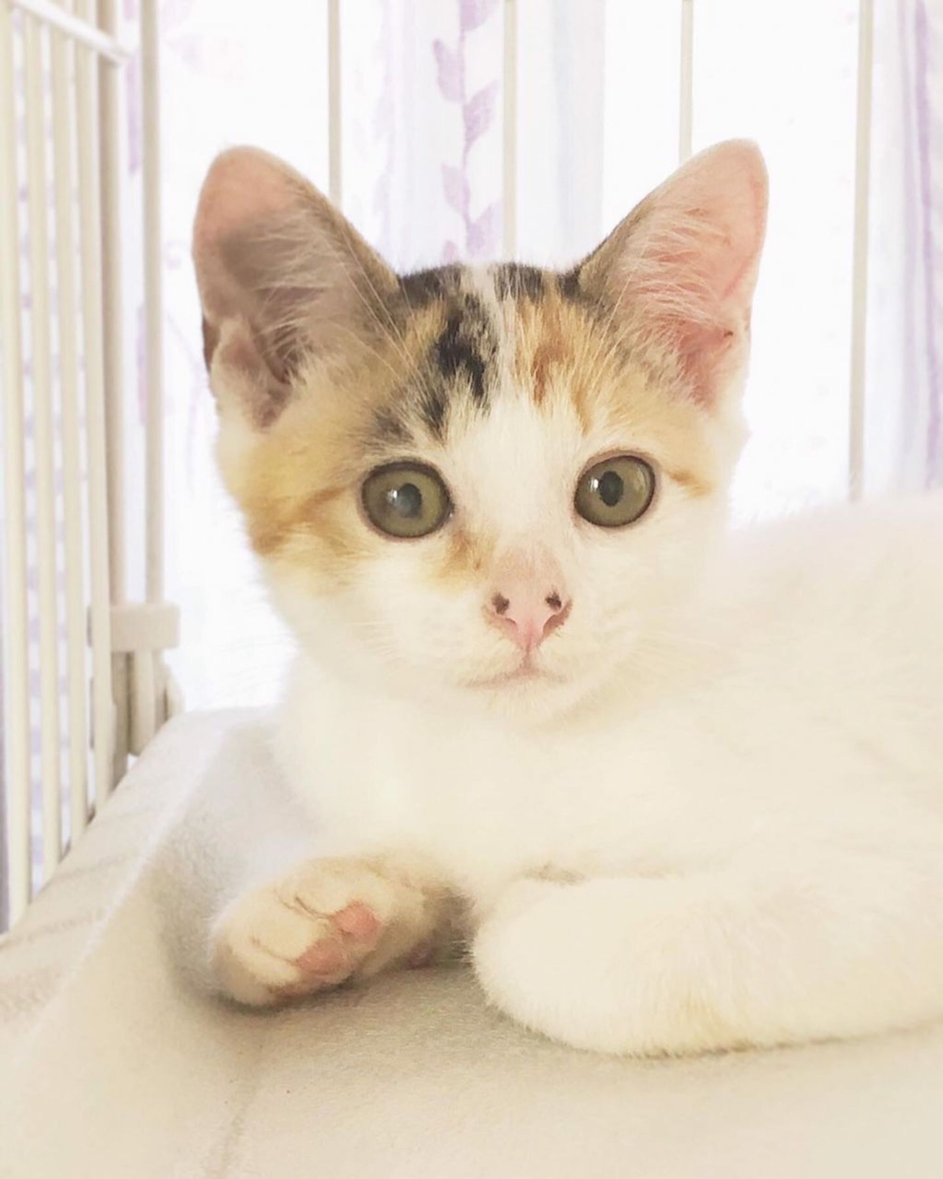 雑種（ミックス猫）・メスの里親募集の写真