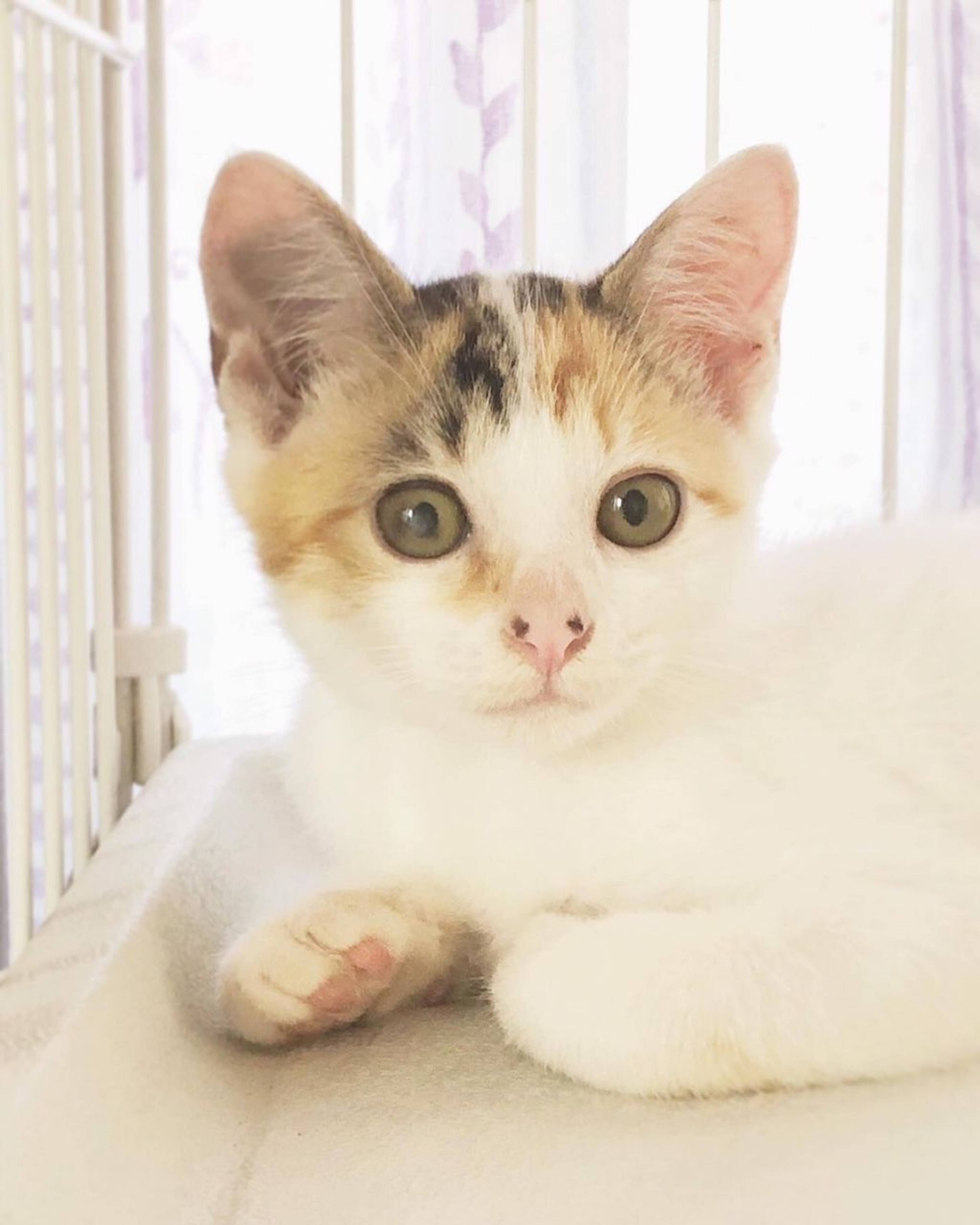 雑種（ミックス猫）・メスの里親募集の写真