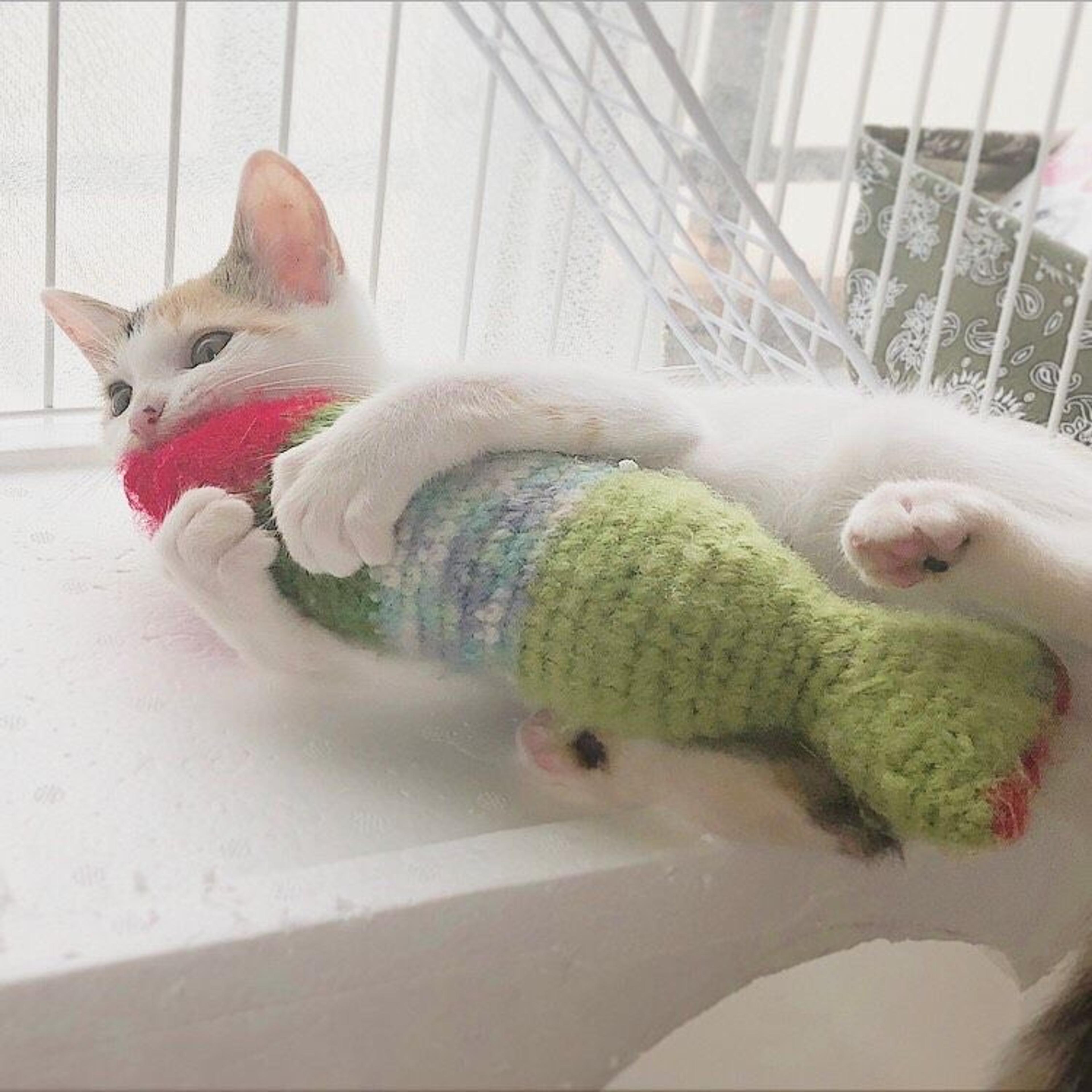 pet-image-3