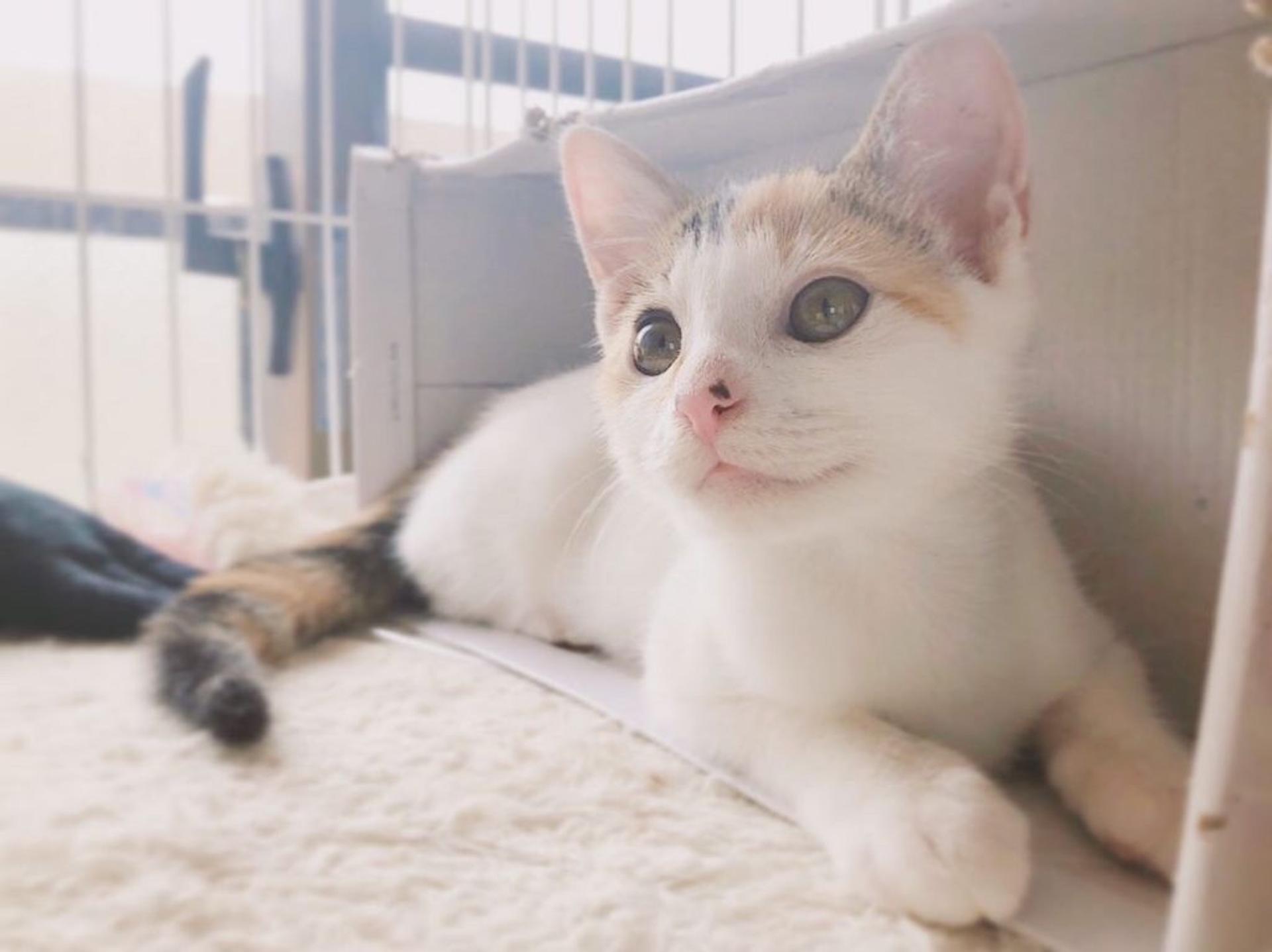 pet-image-7