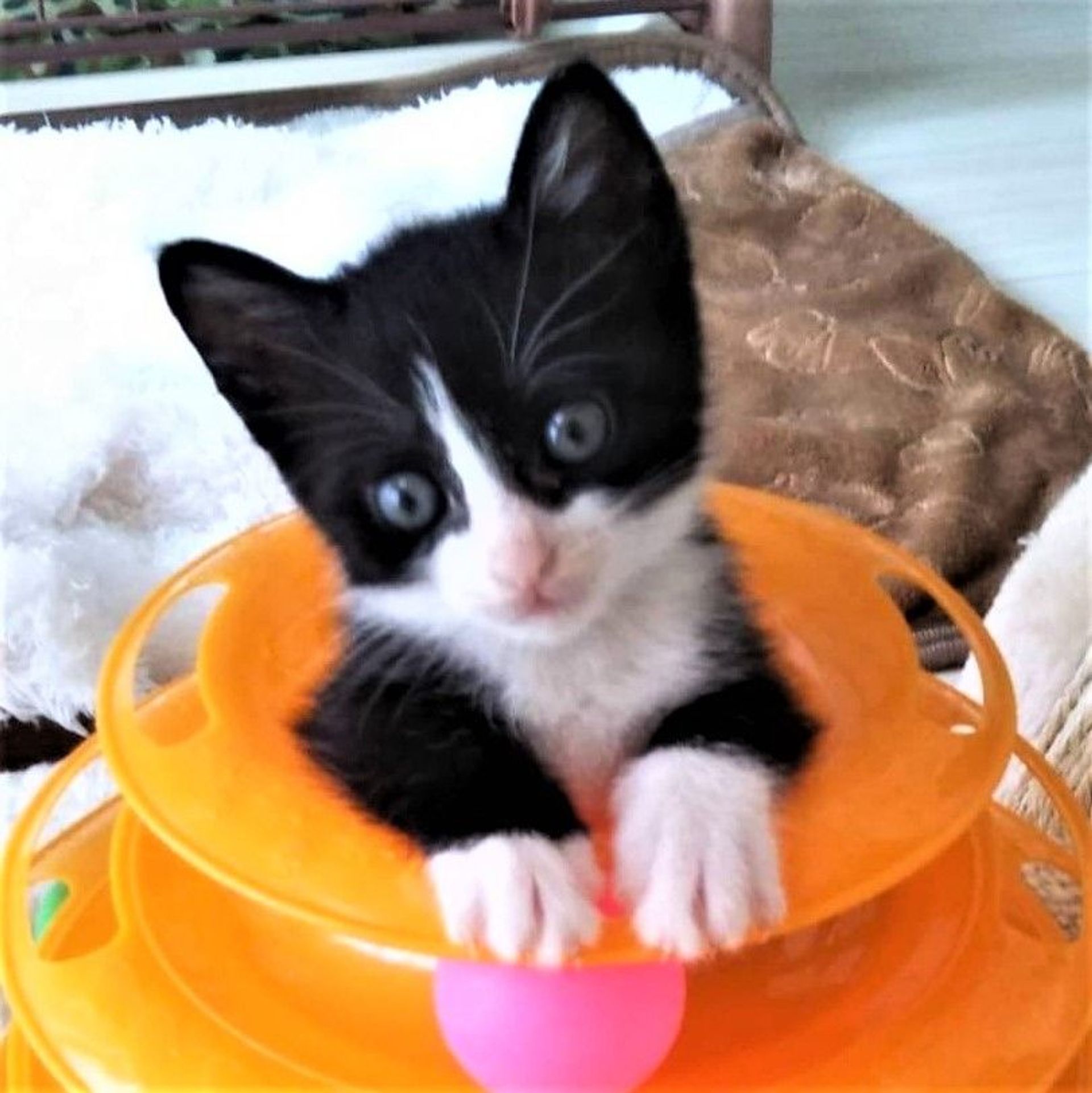 雑種（ミックス猫）・メスの里親募集の写真