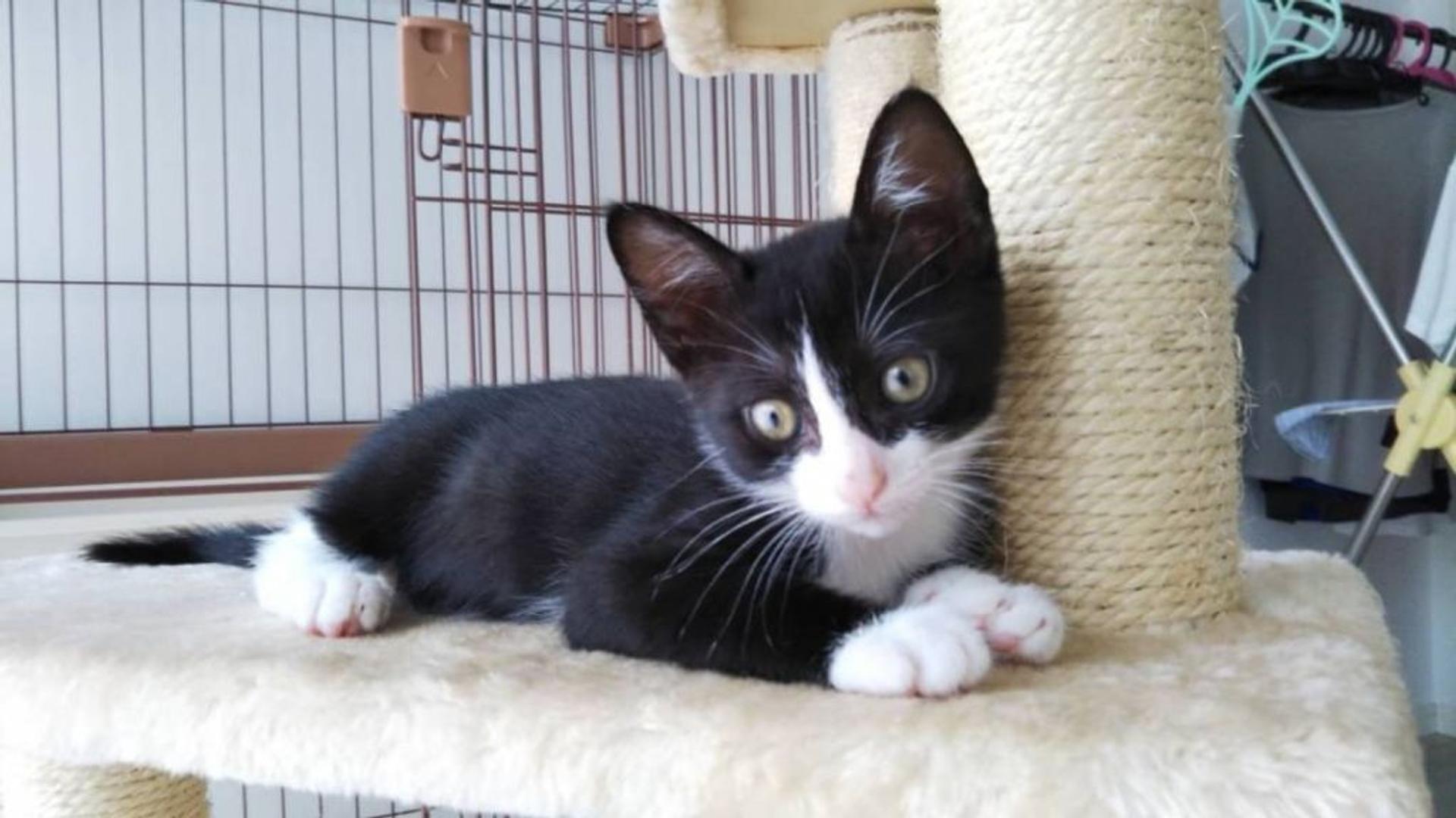 pet-image-2
