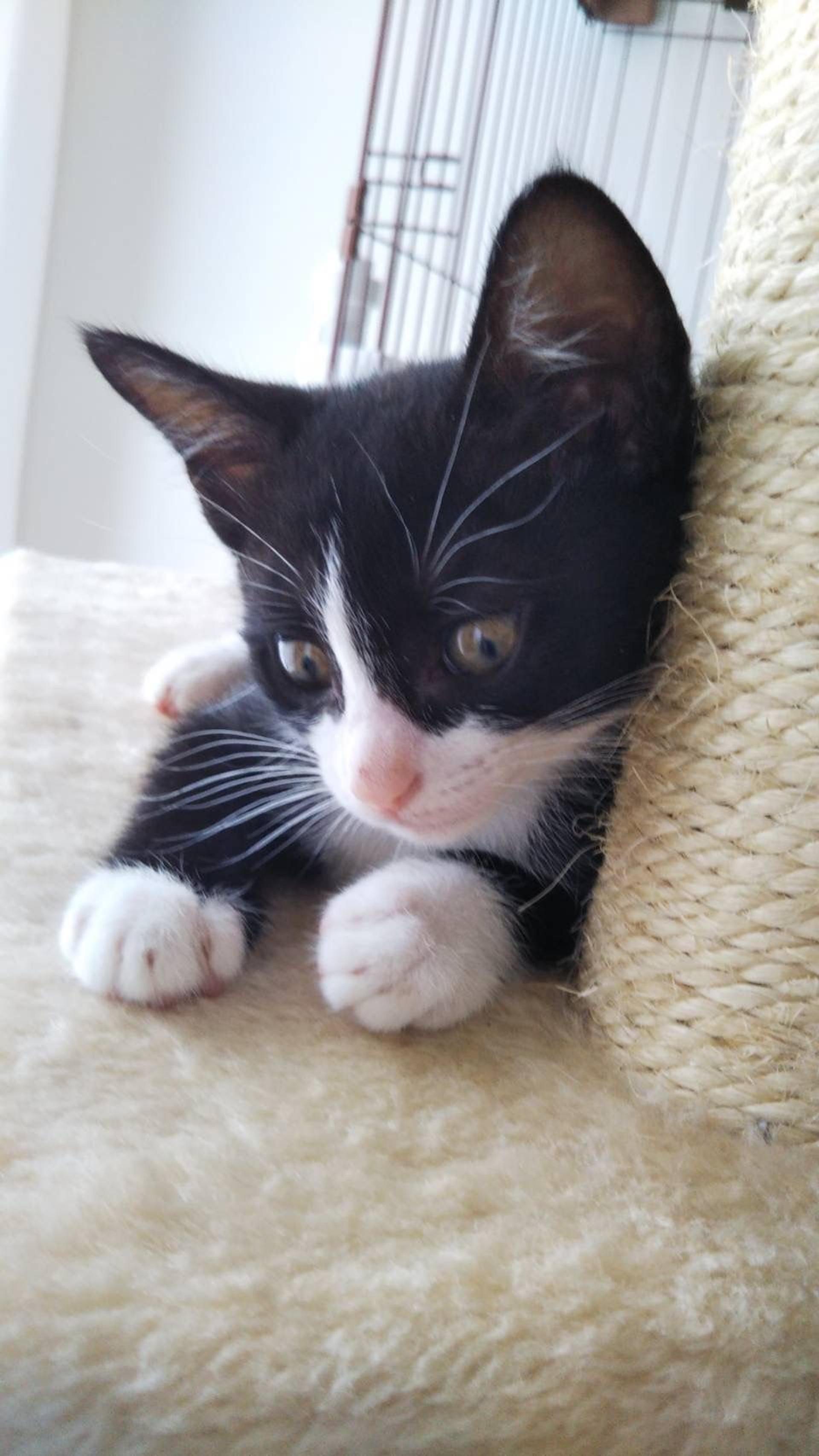 pet-image-3