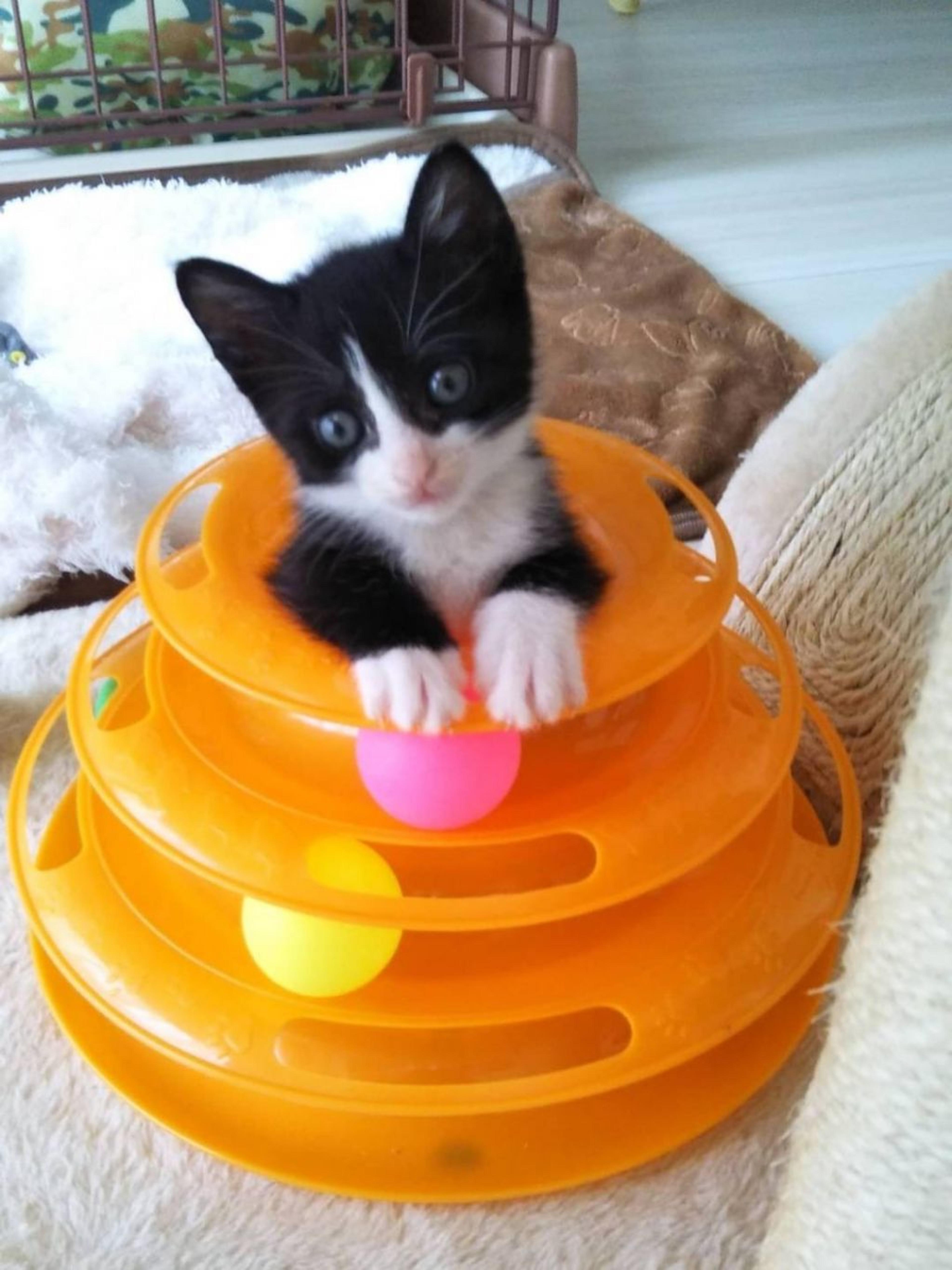 pet-image-6