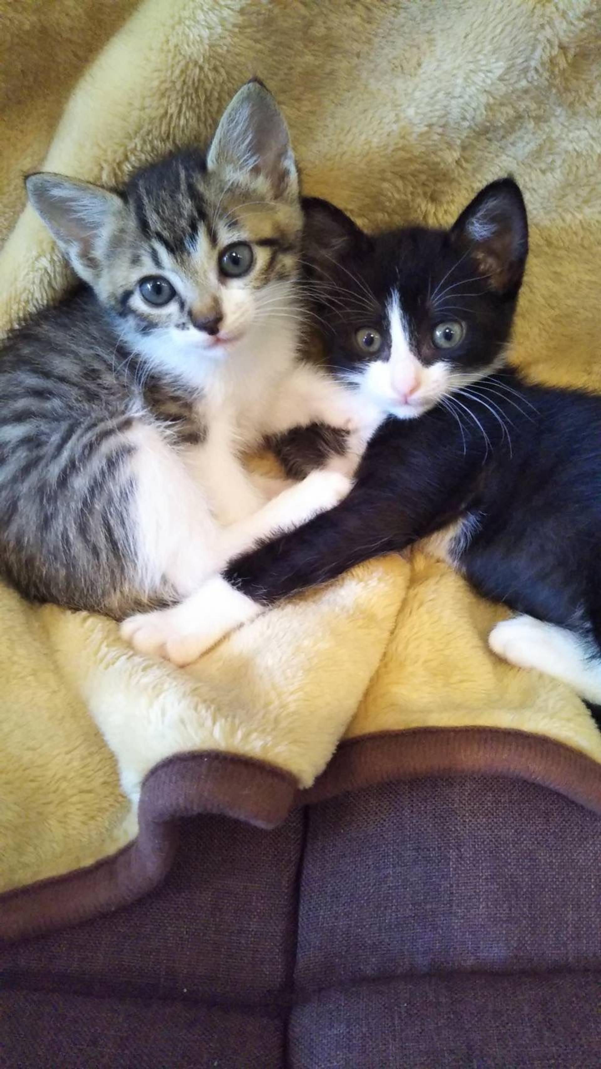 pet-image-7