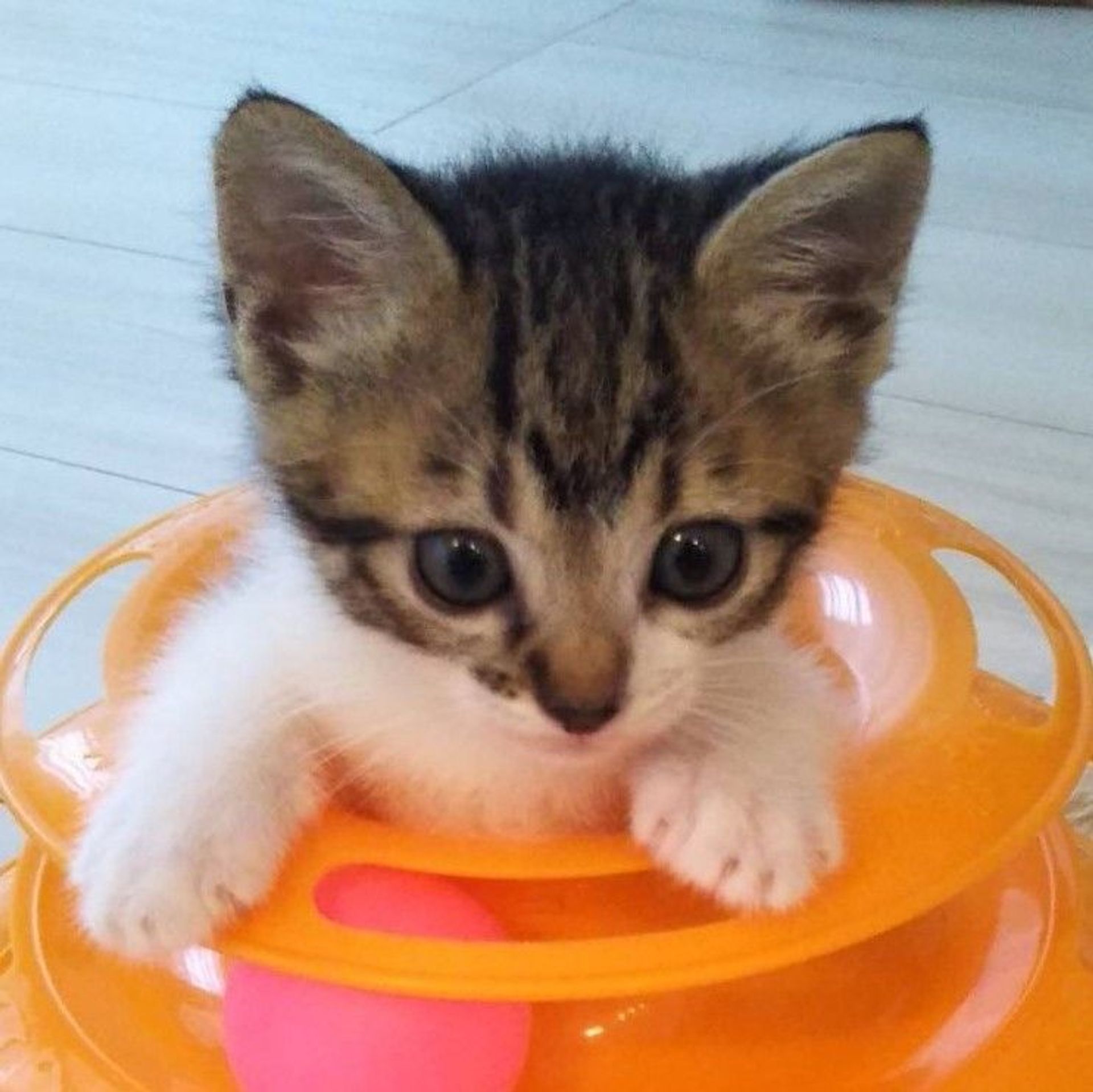 雑種（ミックス猫）・メスの里親募集の写真
