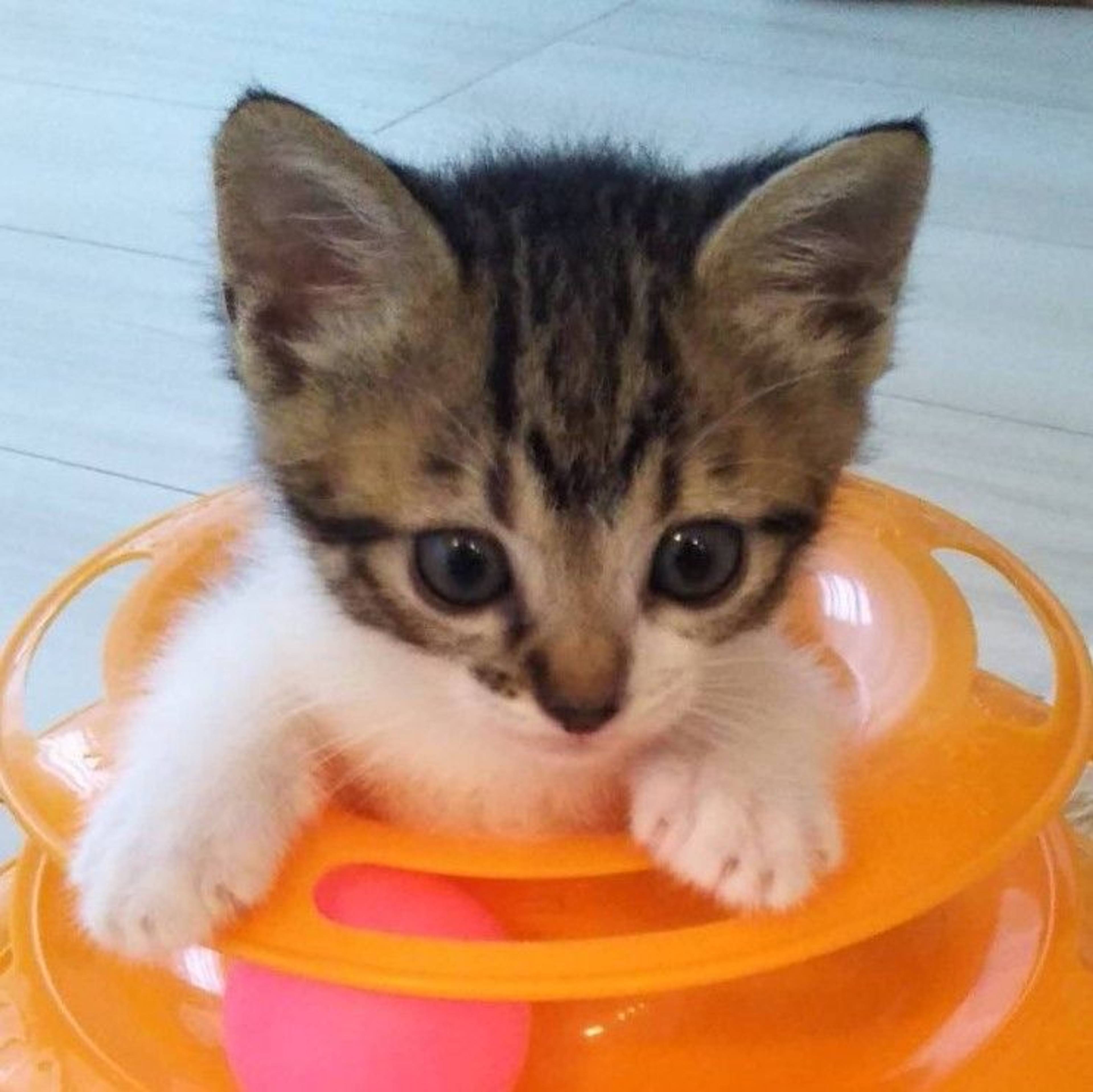雑種（ミックス猫）・メスの里親募集の写真