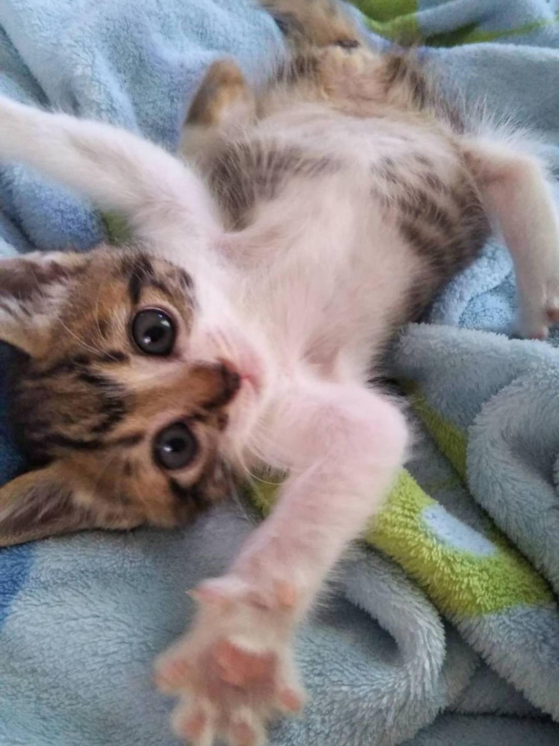 pet-image-2