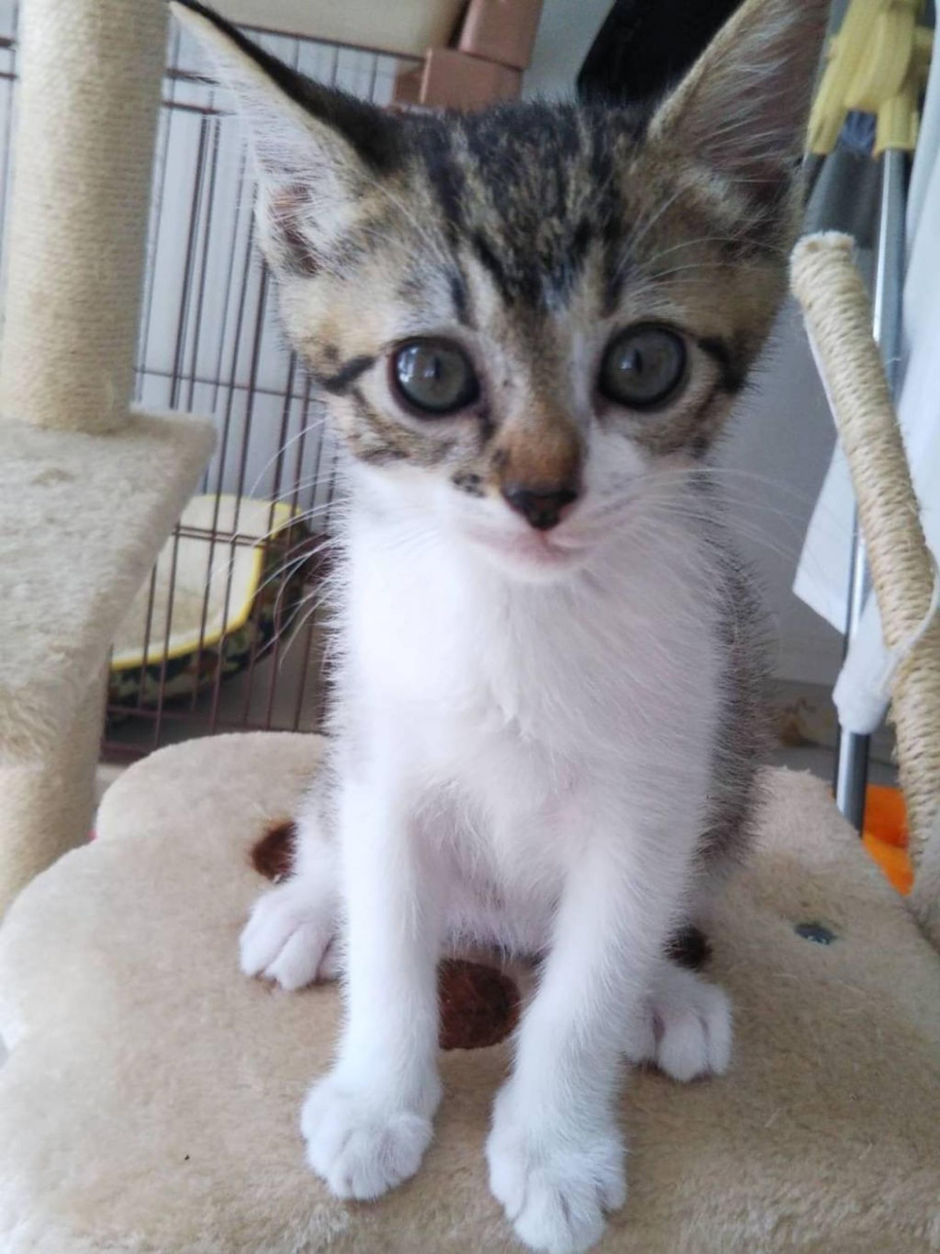 pet-image-3