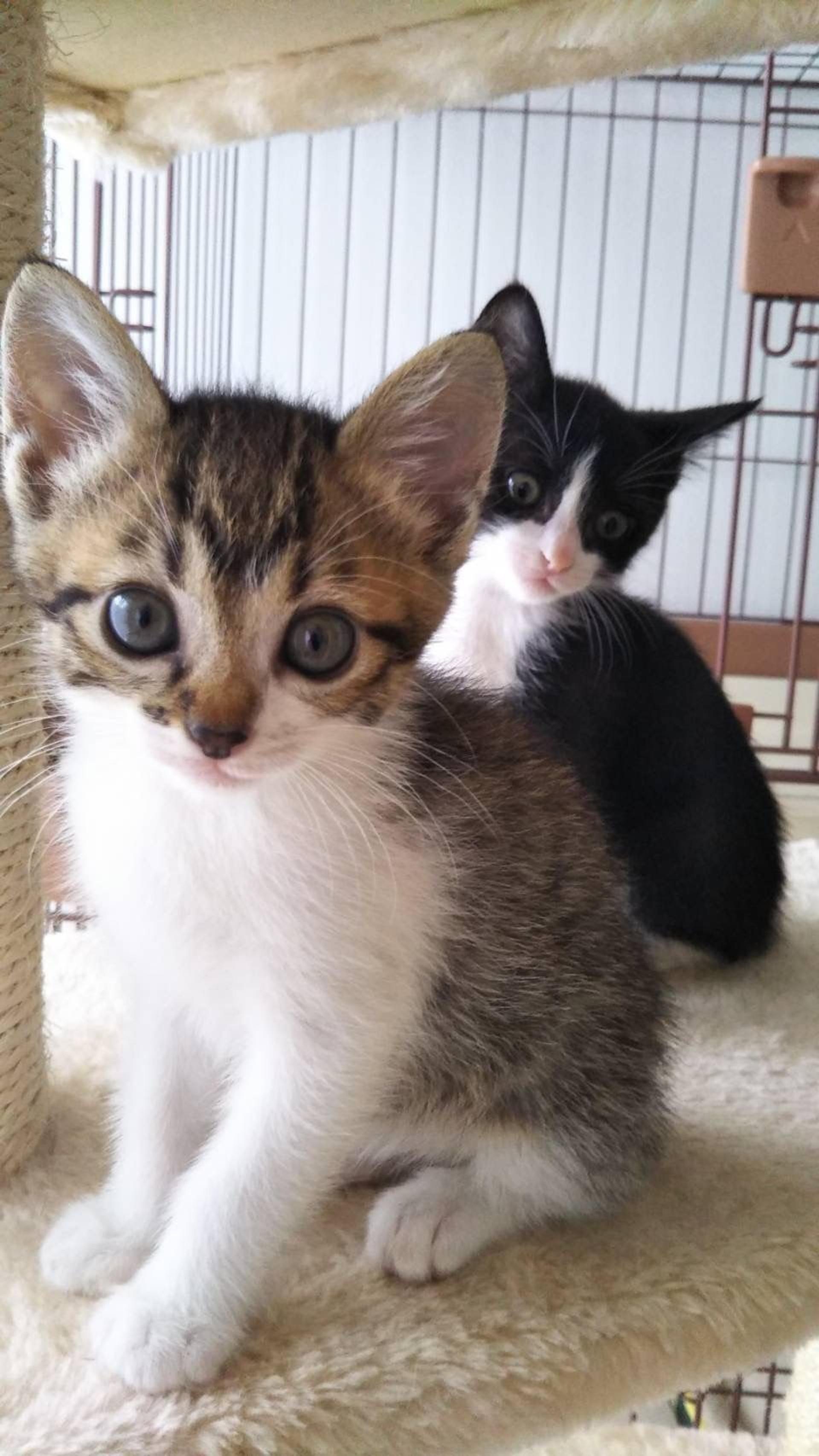 pet-image-6