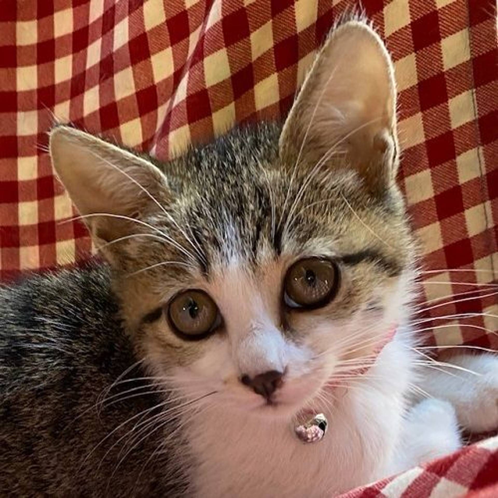 雑種（ミックス猫）・メスの里親募集の写真