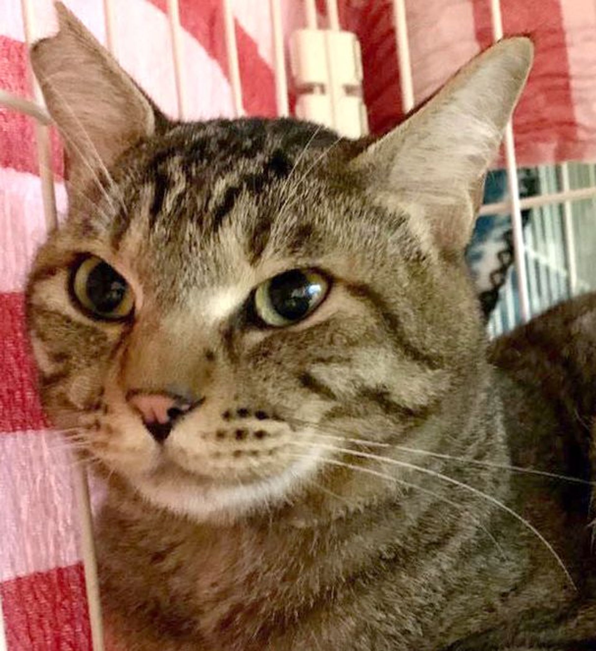 雑種（ミックス猫）・オスの里親募集の写真