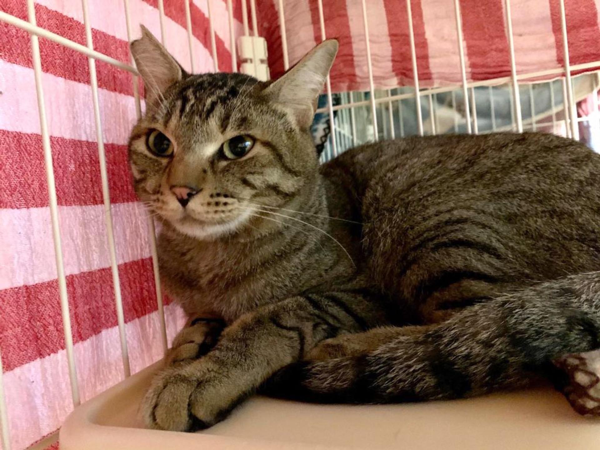 pet-image-5