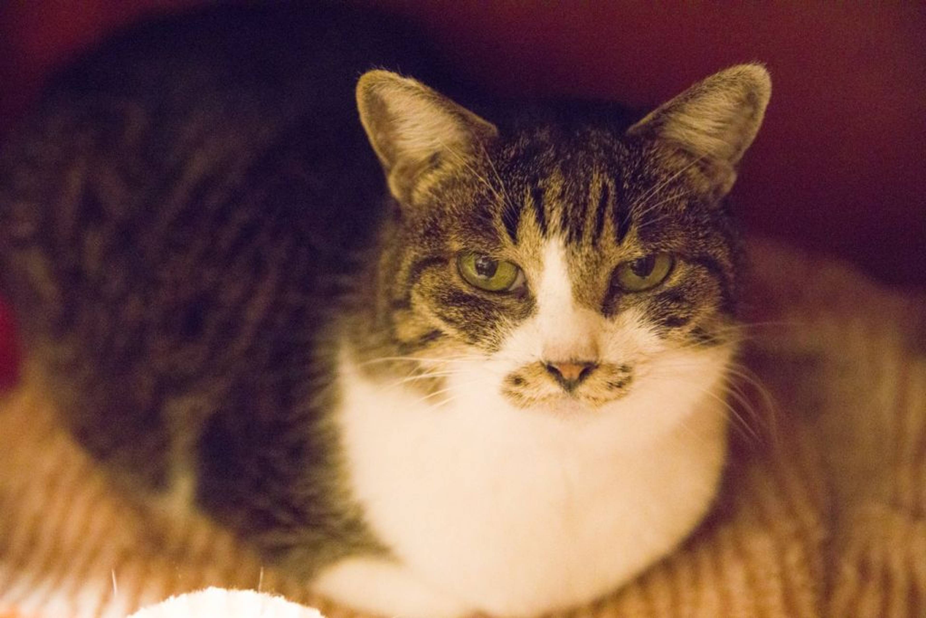 雑種（ミックス猫）・メスの里親募集の写真