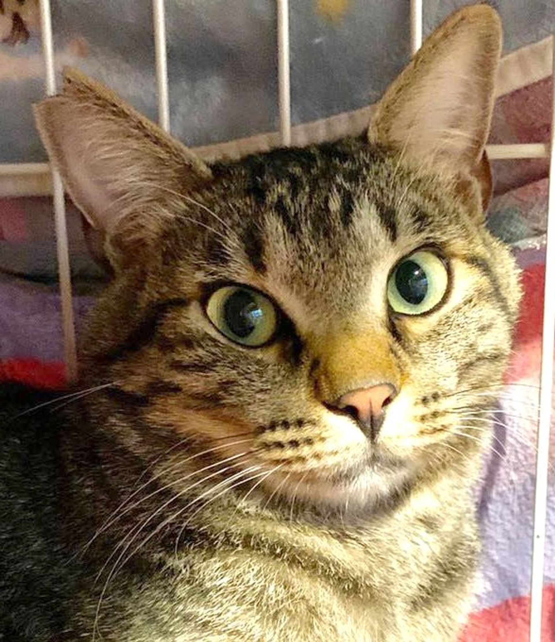 雑種（ミックス猫）・オスの里親募集の写真