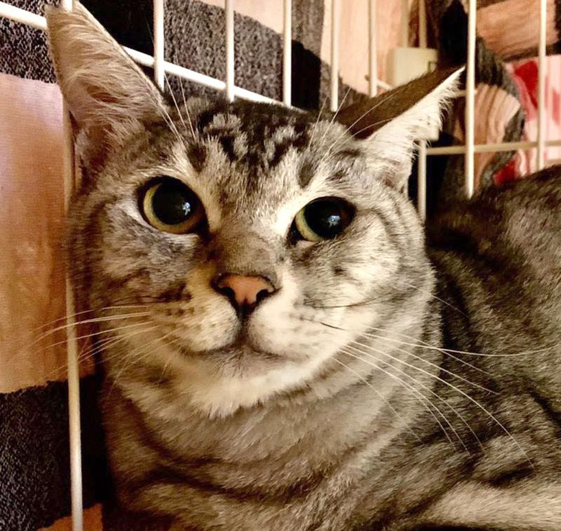 雑種（ミックス猫）・オスの里親募集の写真