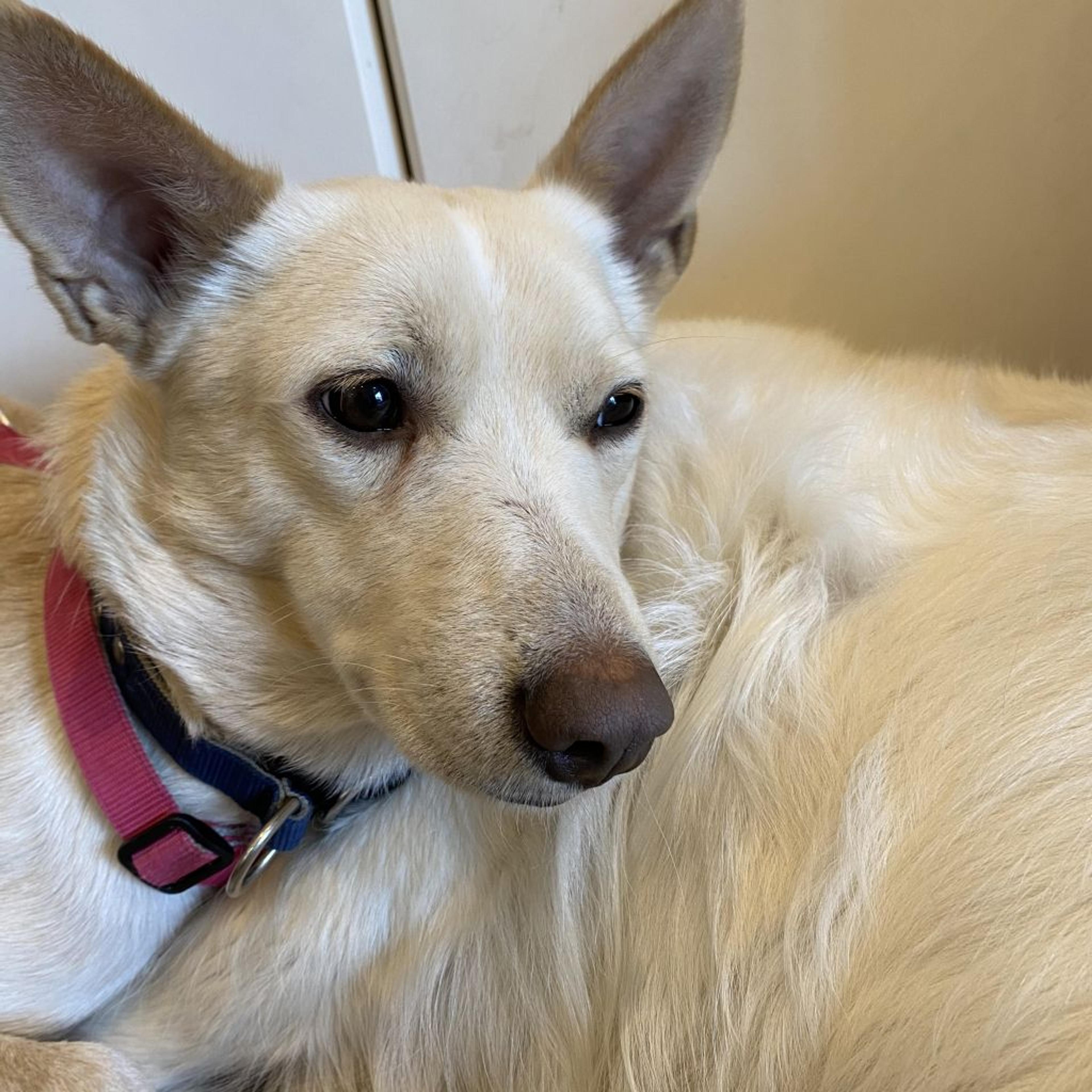 pet-image-8