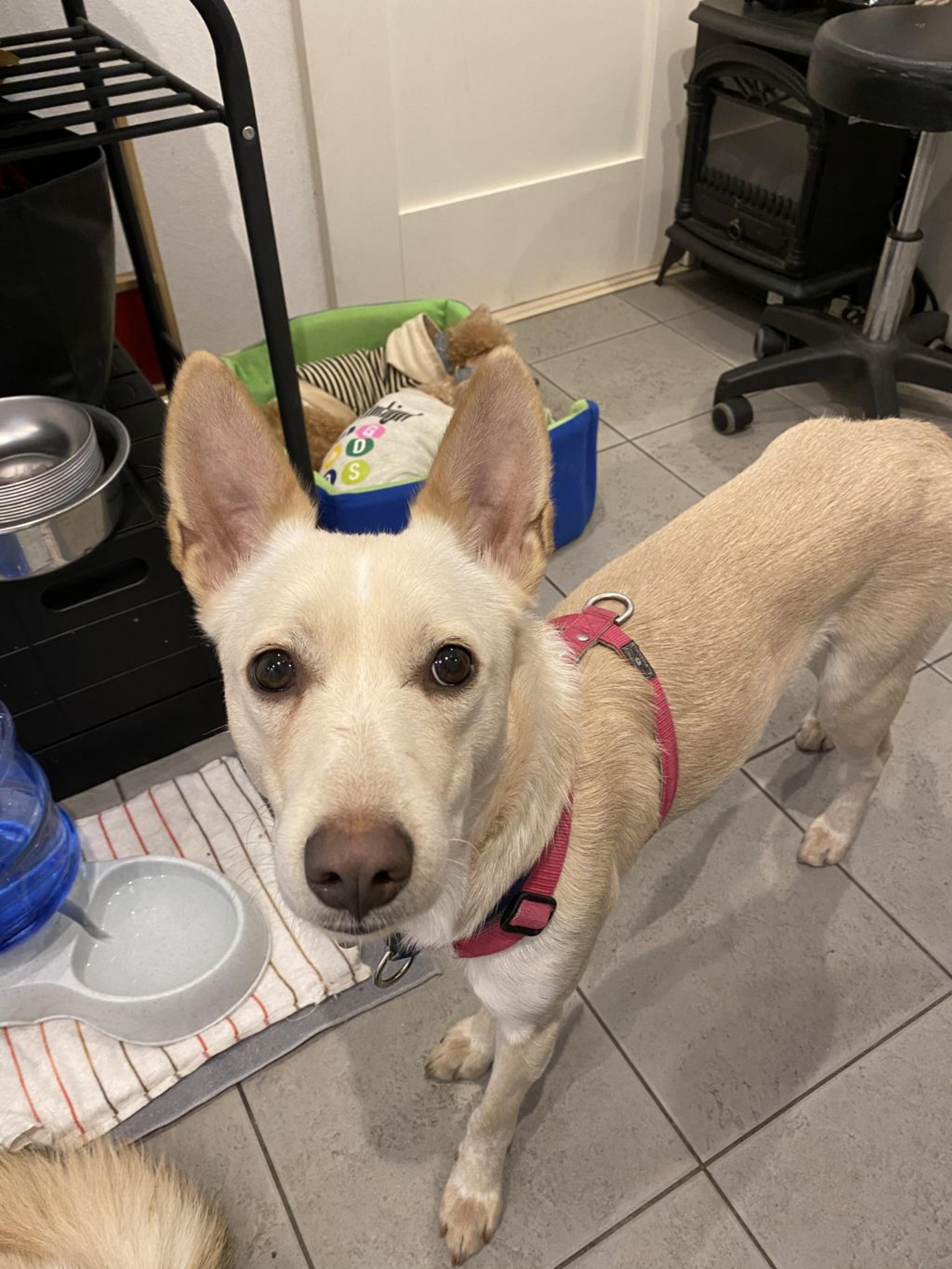 pet-image-9