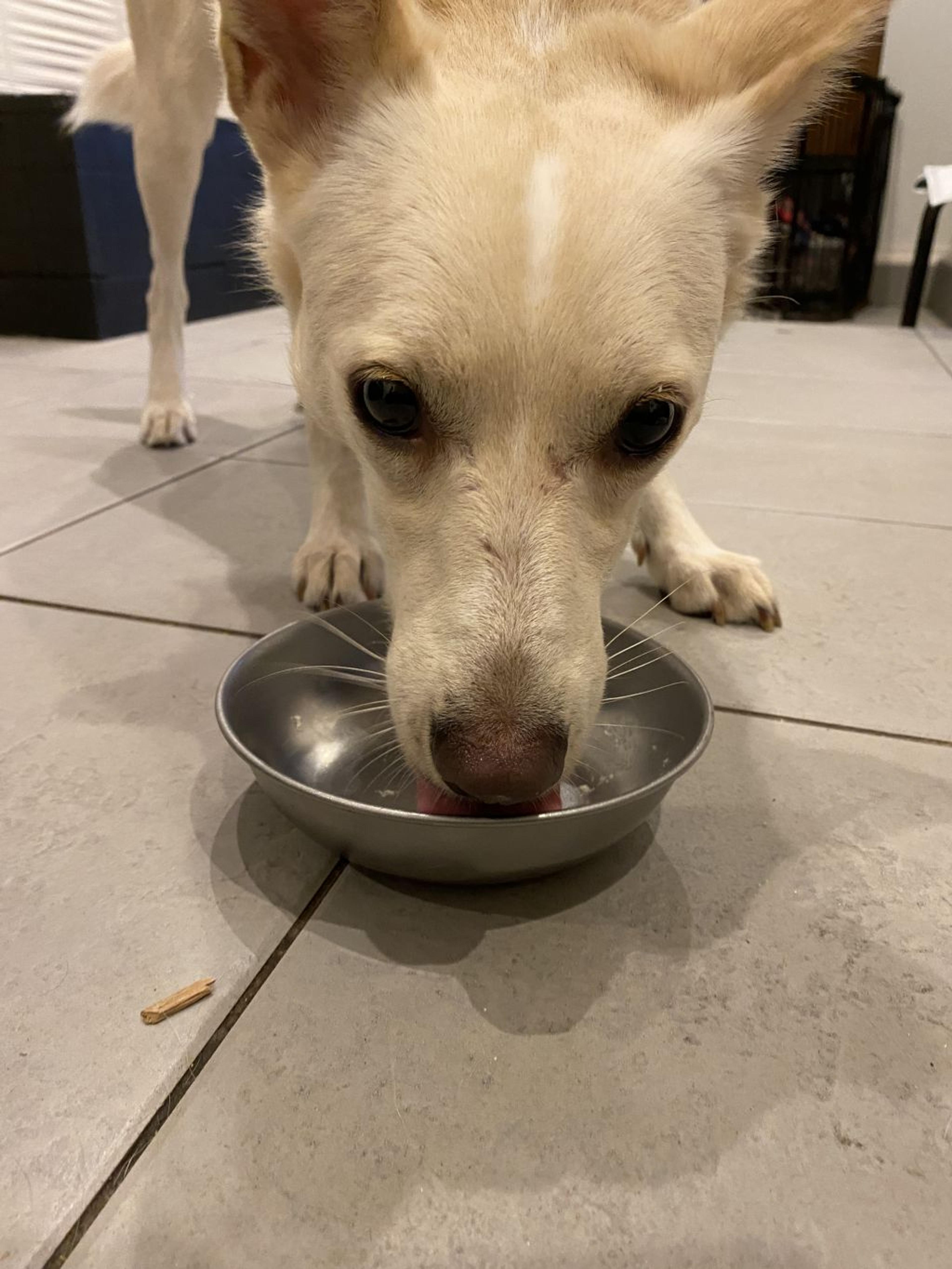 pet-image-3