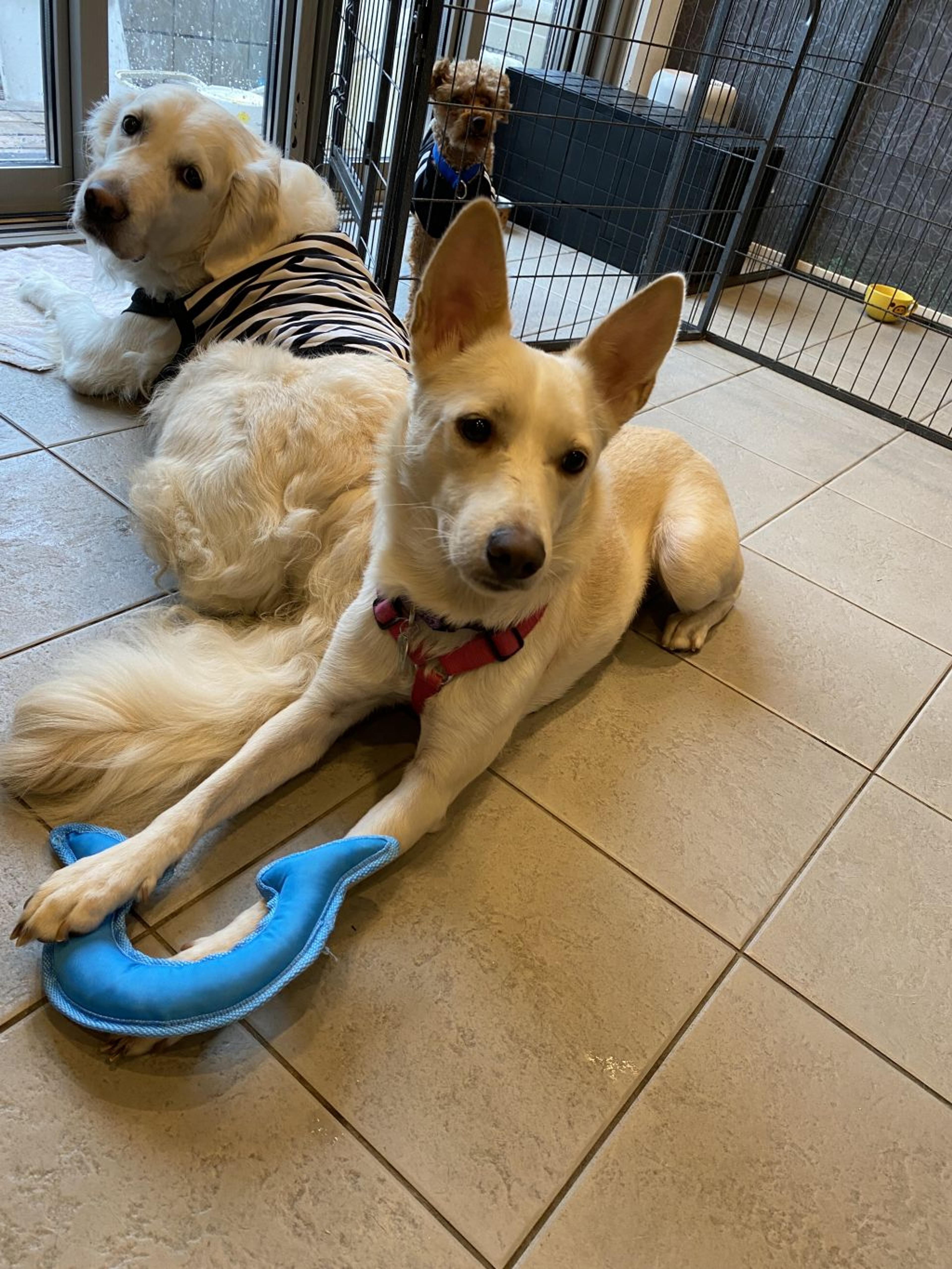 pet-image-4
