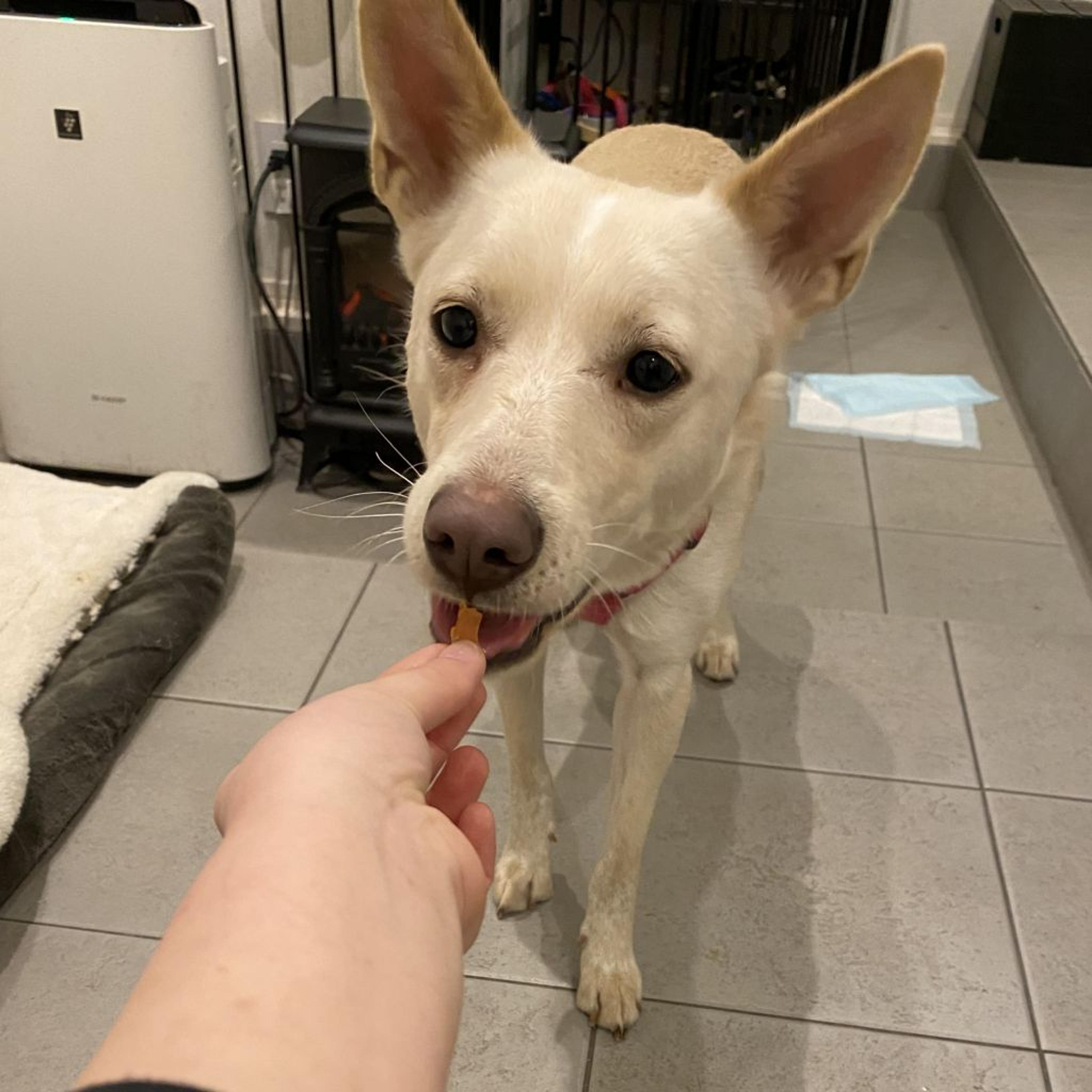 pet-image-5