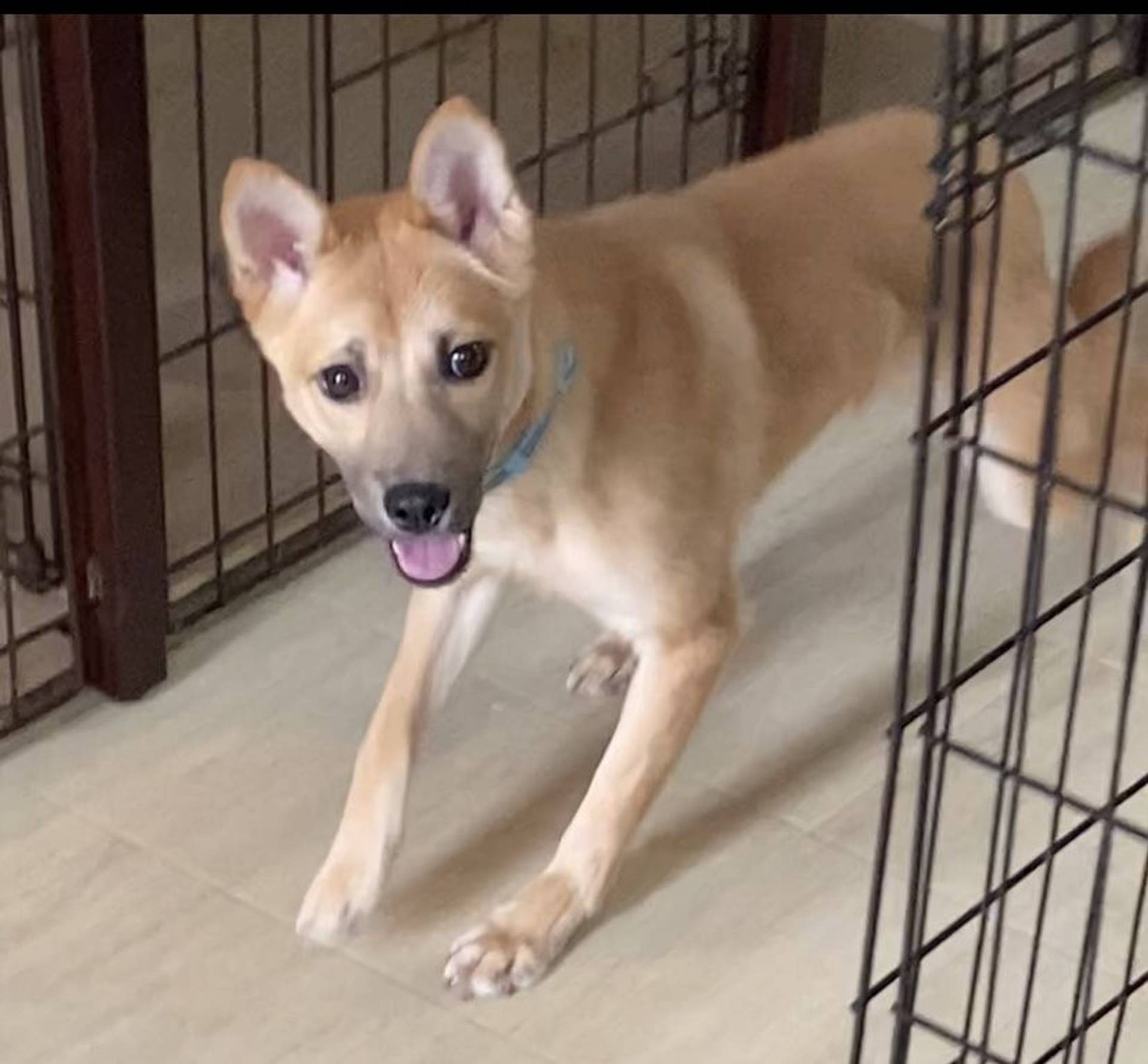 雑種（ミックス犬）・メスの里親募集の写真