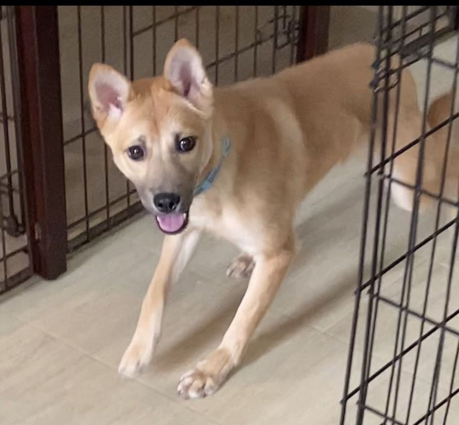 雑種（ミックス犬）・メスの里親募集の写真