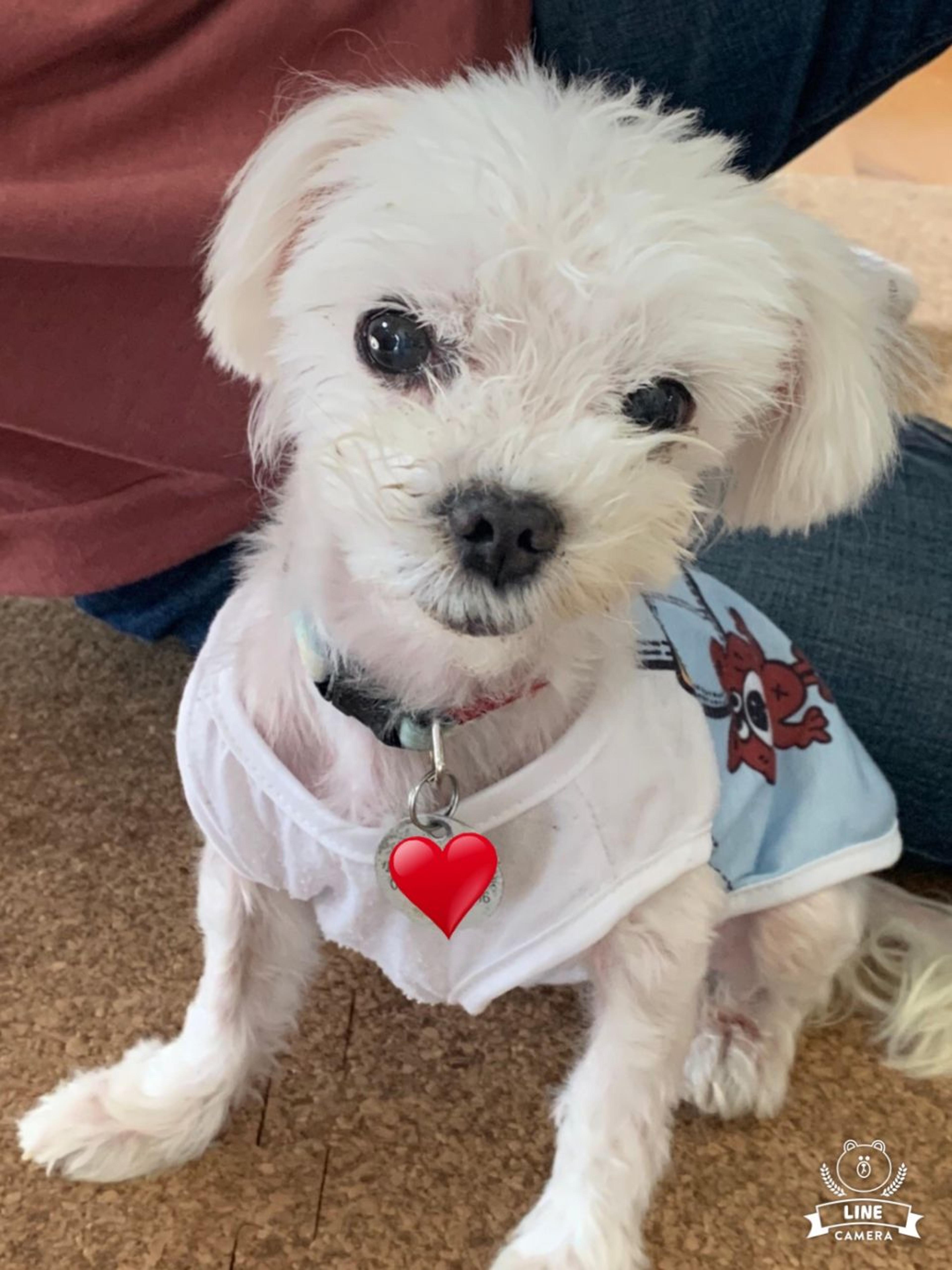 pet-image-2