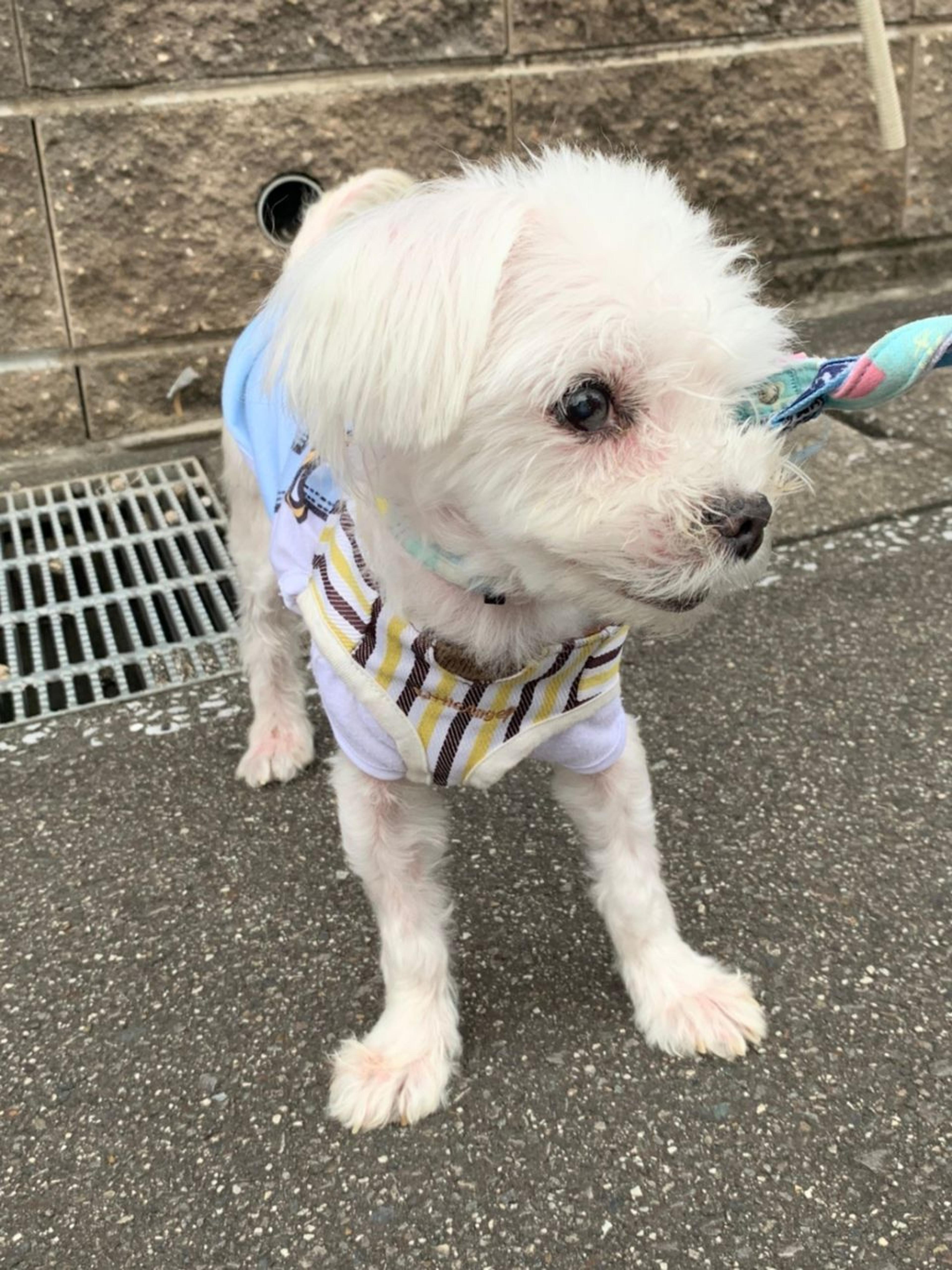 pet-image-3