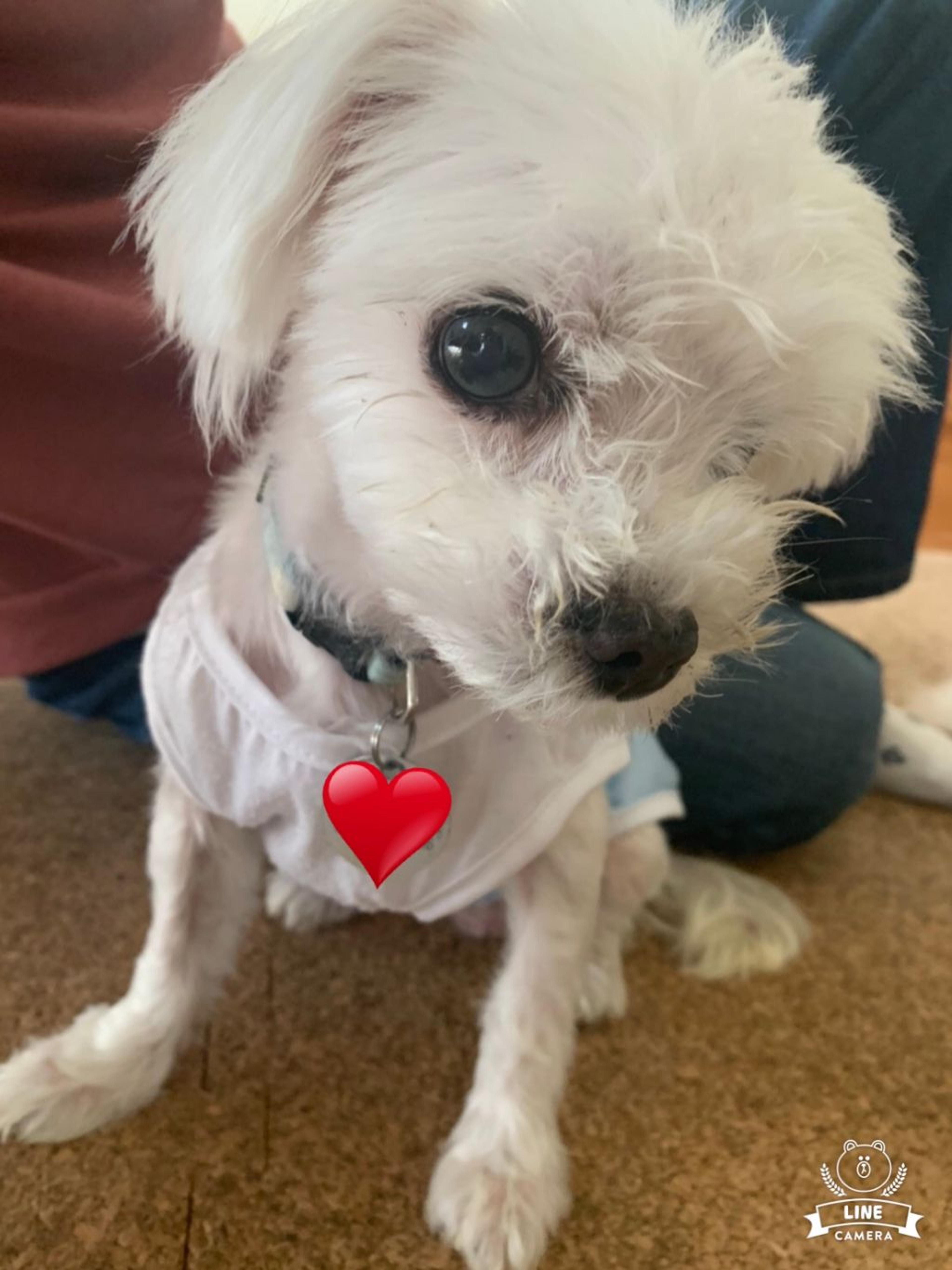 pet-image-4
