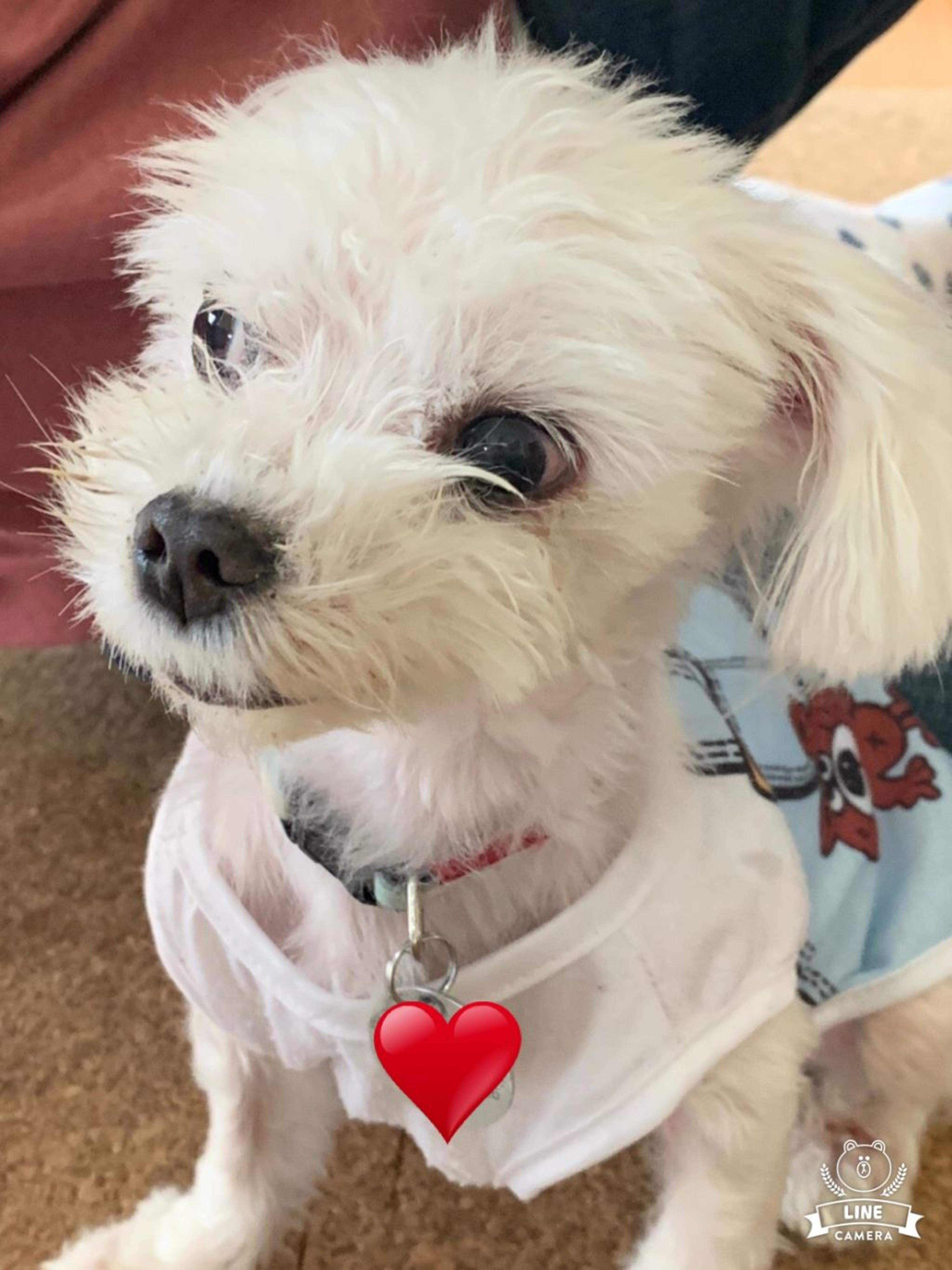 pet-image-5