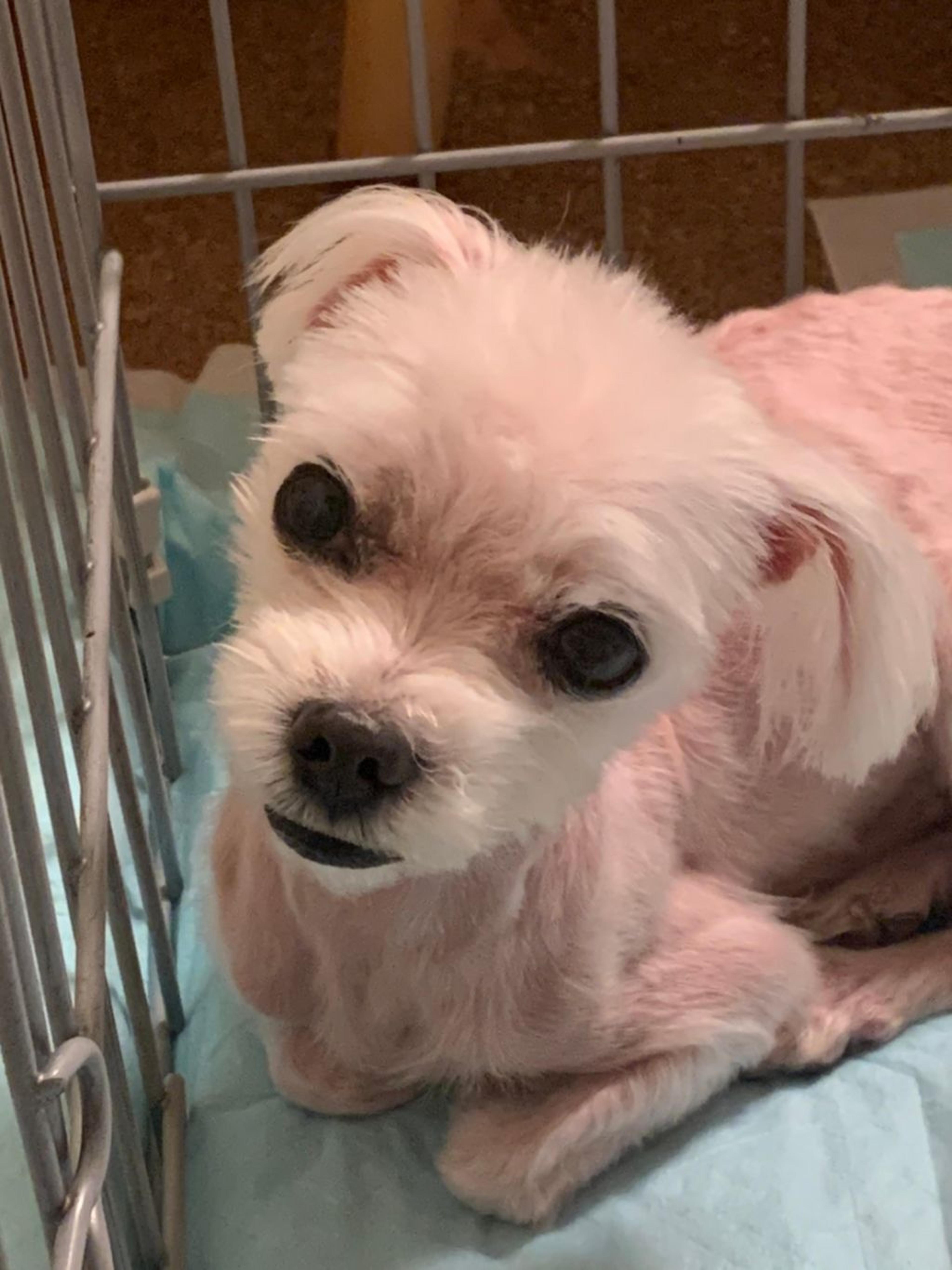 pet-image-7