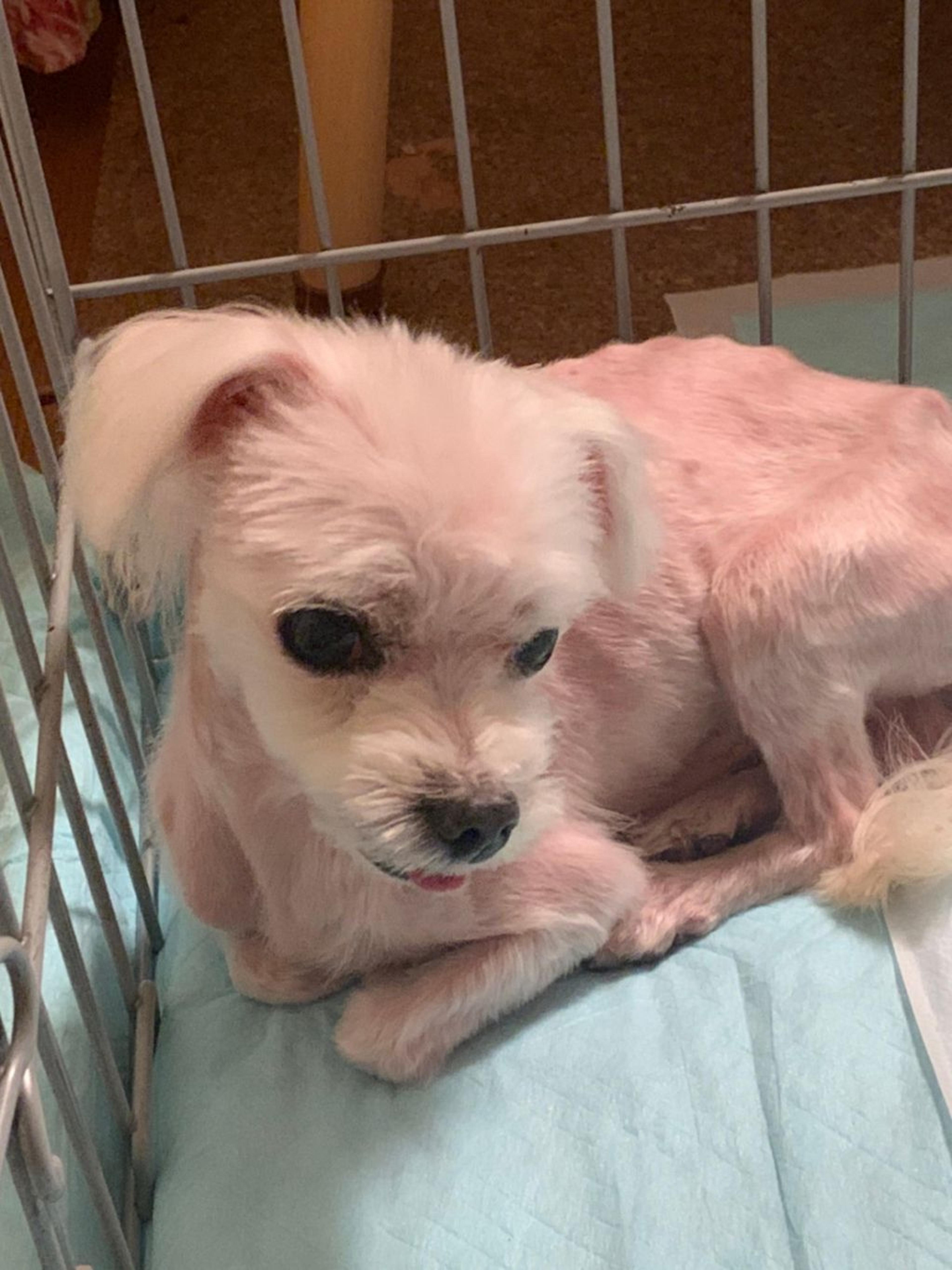 pet-image-8
