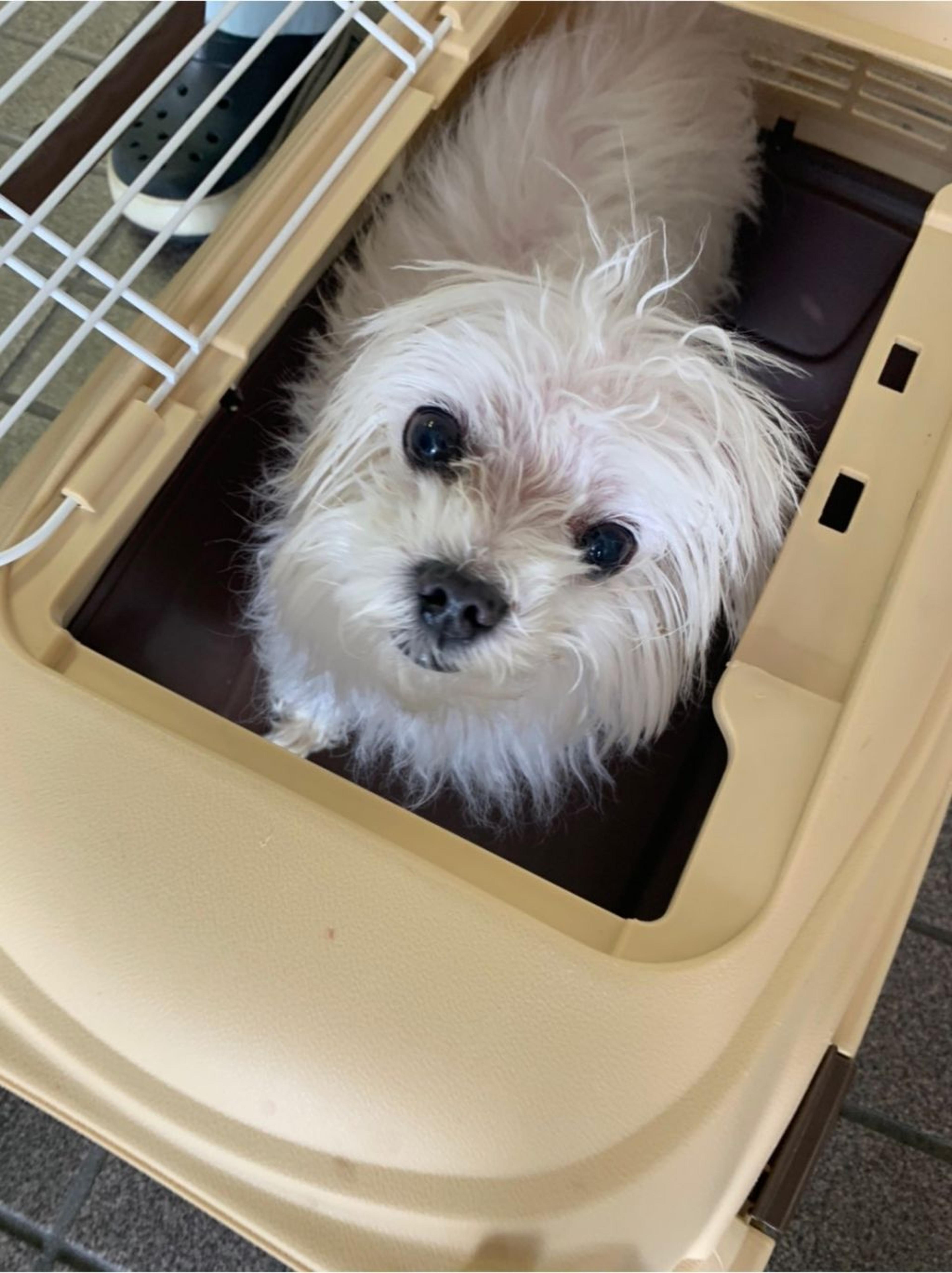 pet-image-9