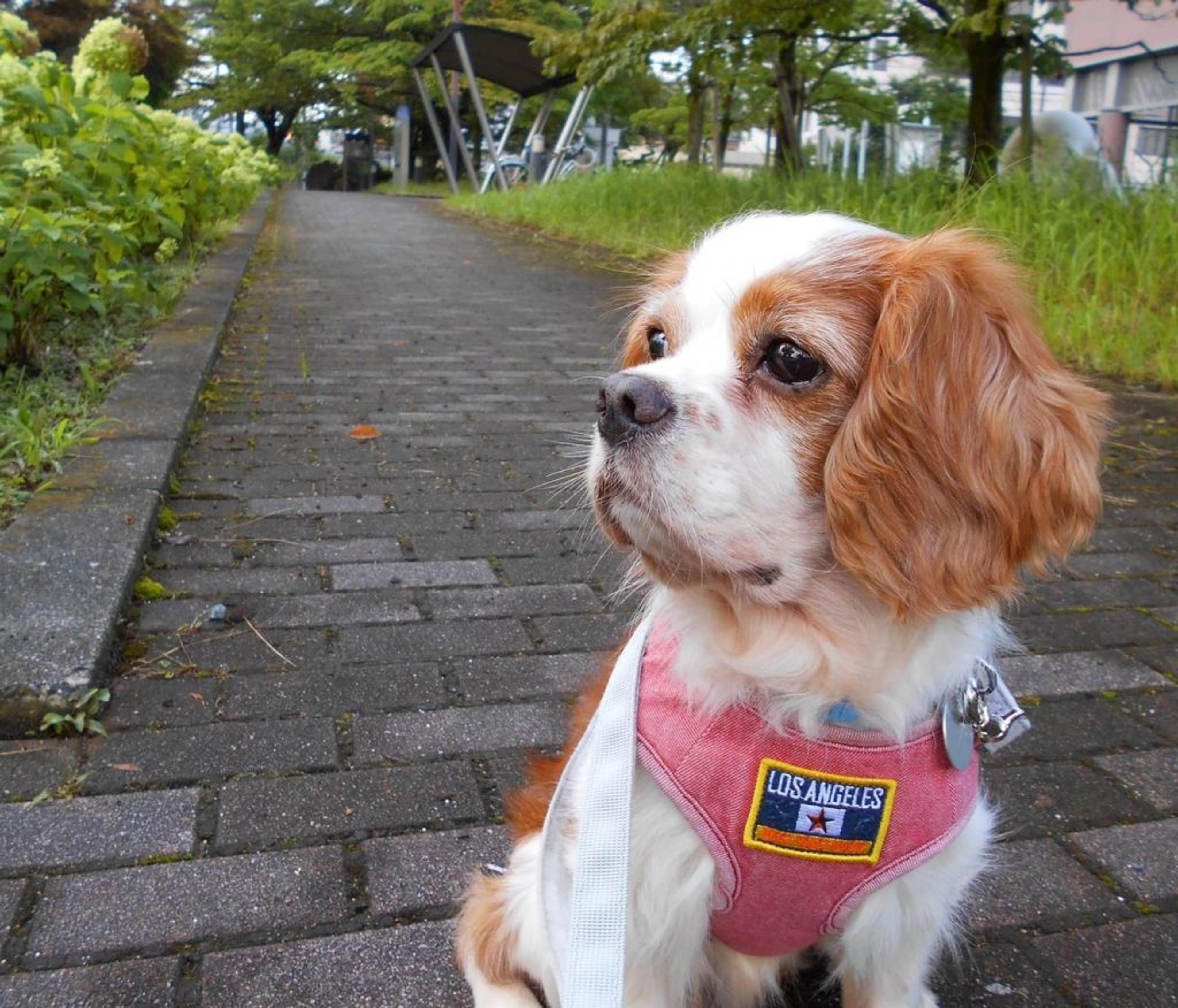 pet-image-11
