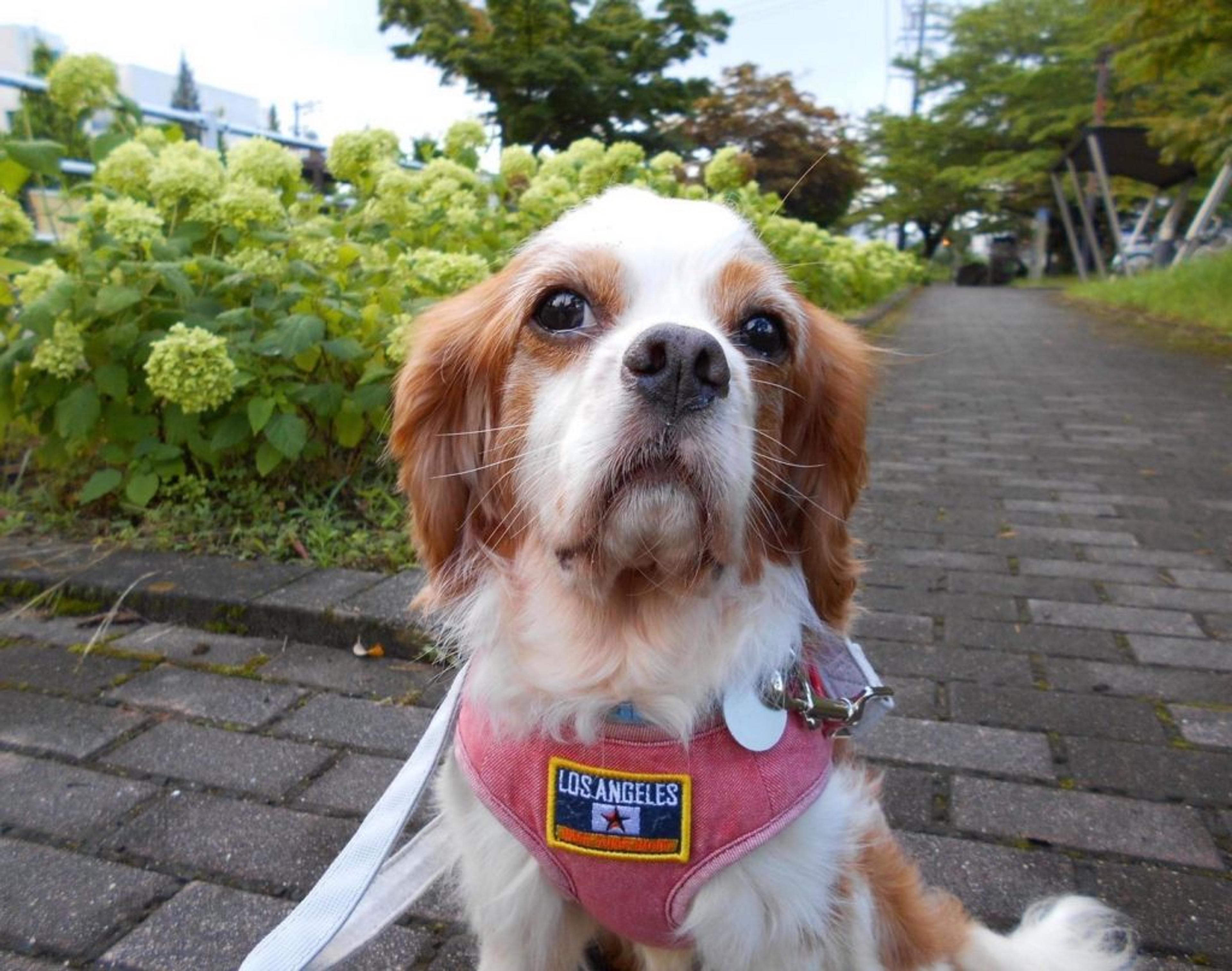 pet-image-13