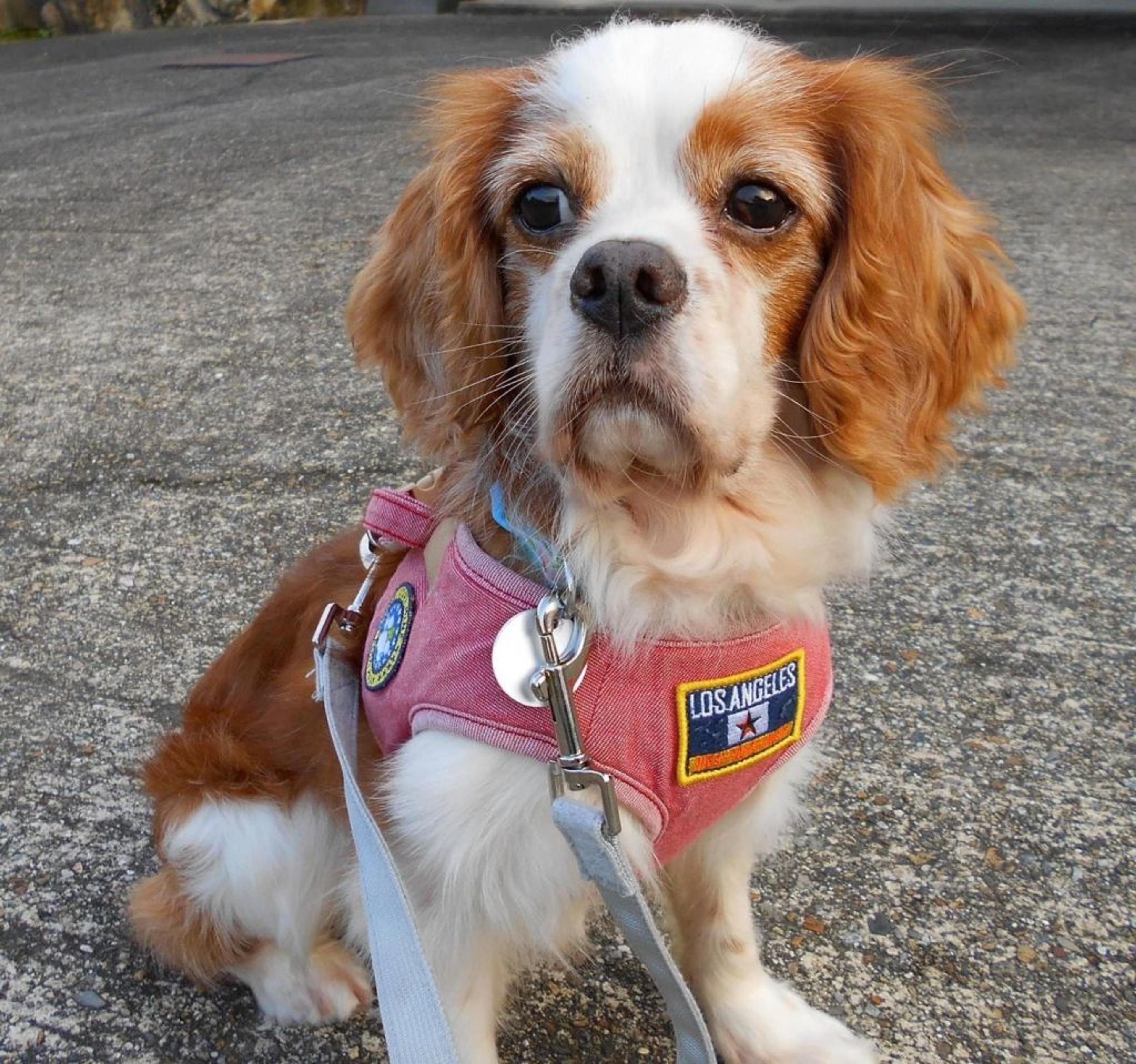 pet-image-2