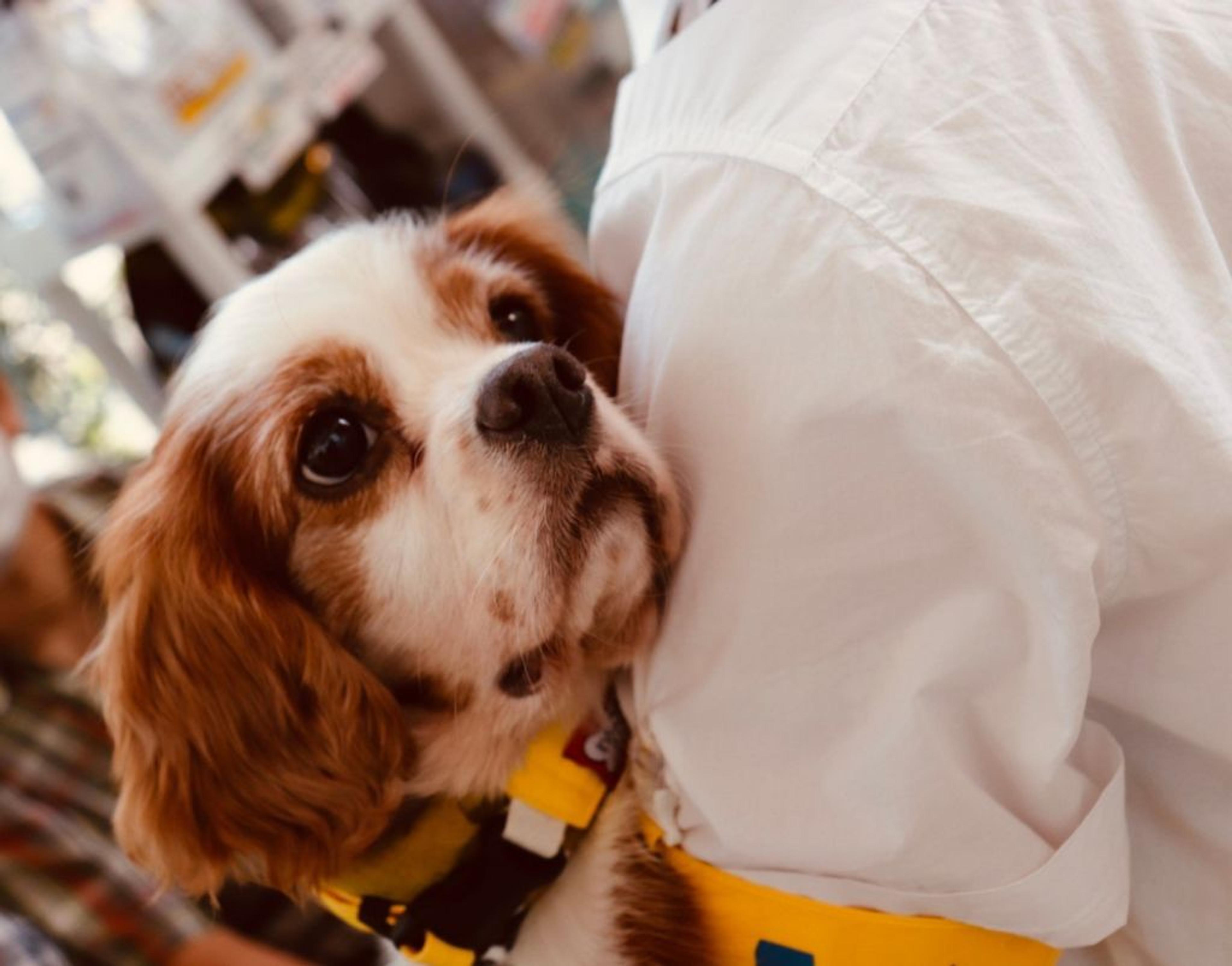pet-image-6