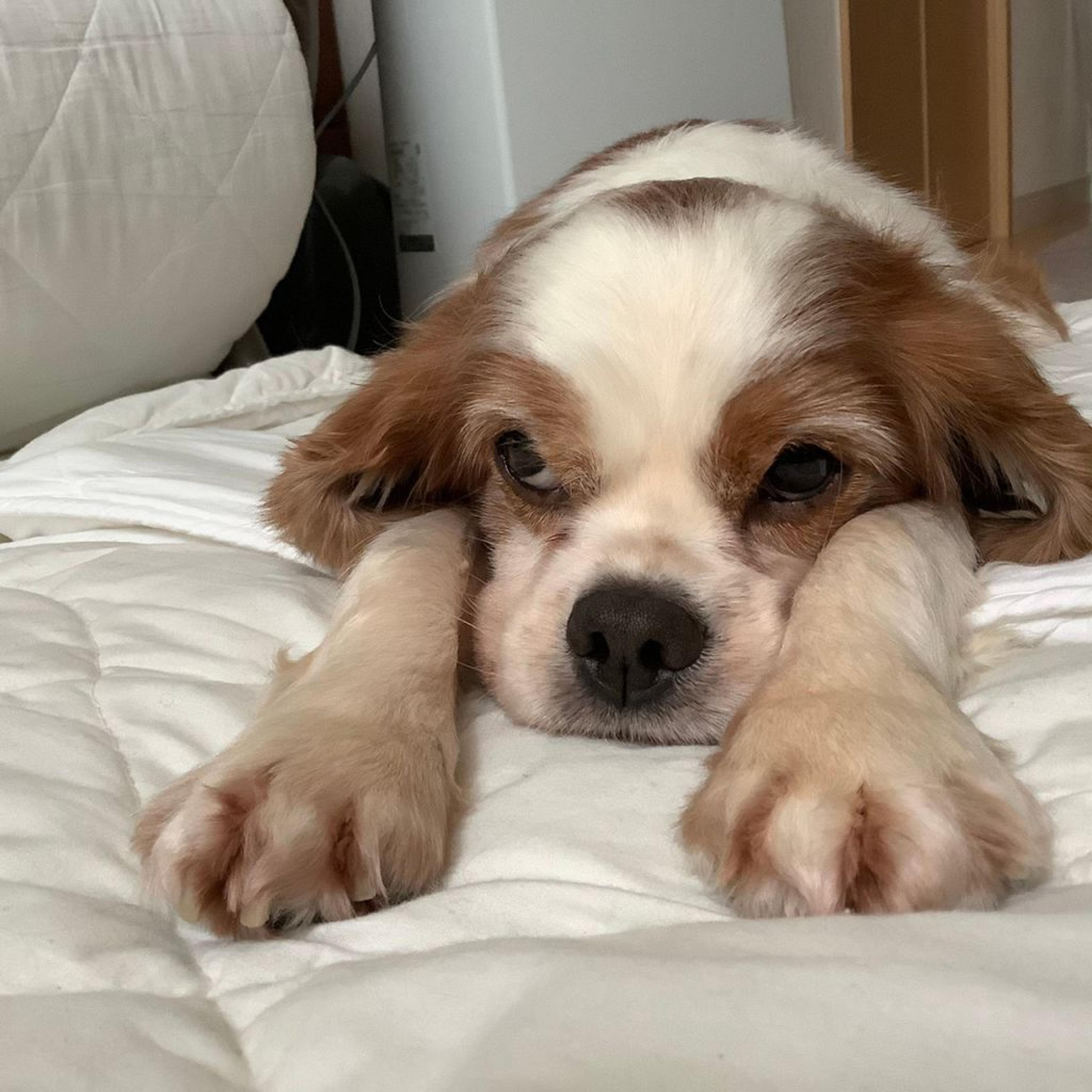 pet-image-8